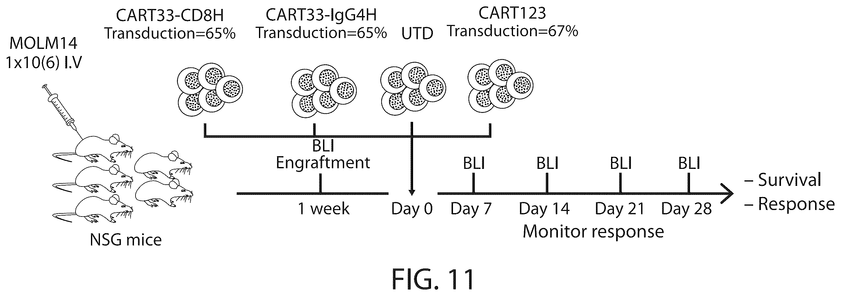 Patent US12338287 Figure 13 – Treatment of cancer using a CD33 chimeric antigen receptor