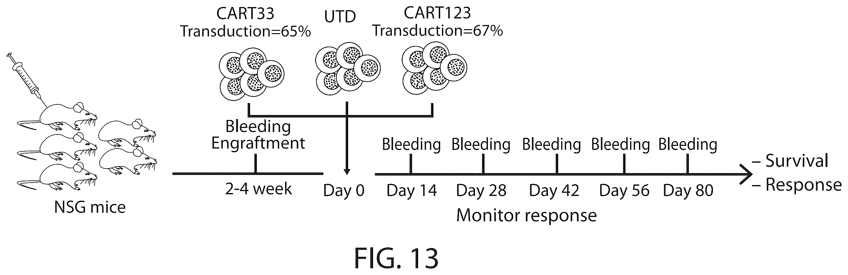 Patent US12338287 Figure 15 – Treatment of cancer using a CD33 chimeric antigen receptor