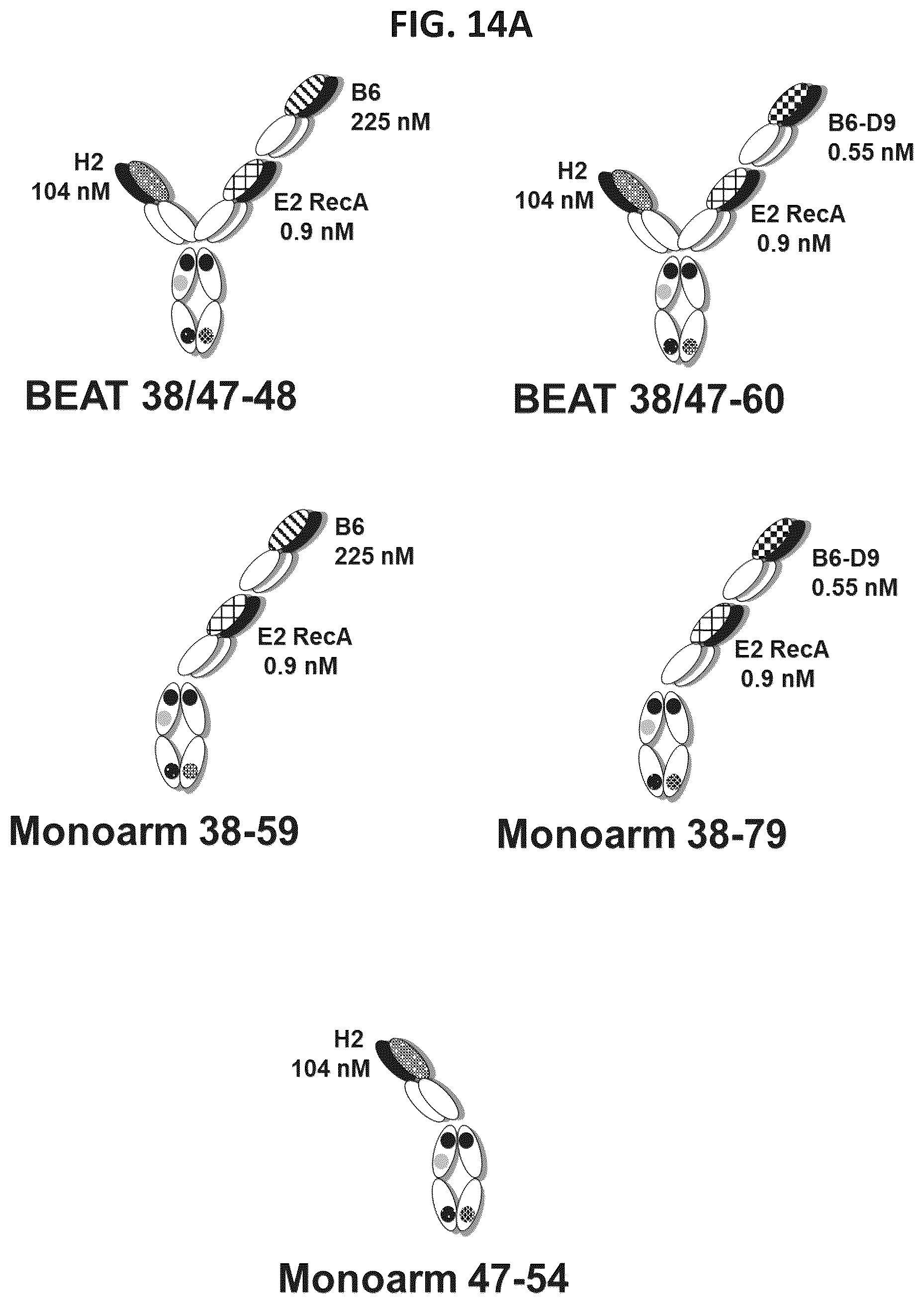 Patent US12338292 Figure 19 – CD47-CD38 bispecific antibodies