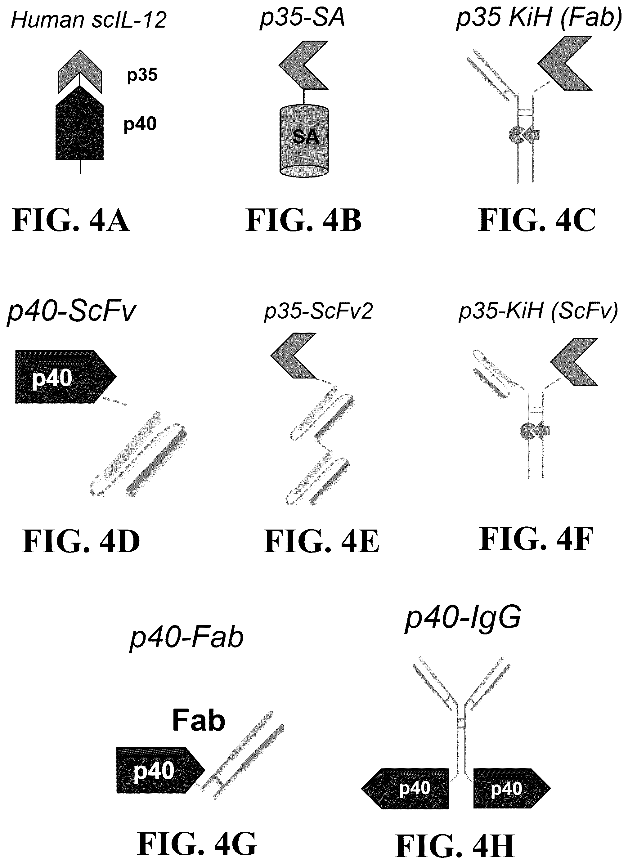 Patent US12338293 Figure 4 – UPAR antibodies and fusion proteins with the same