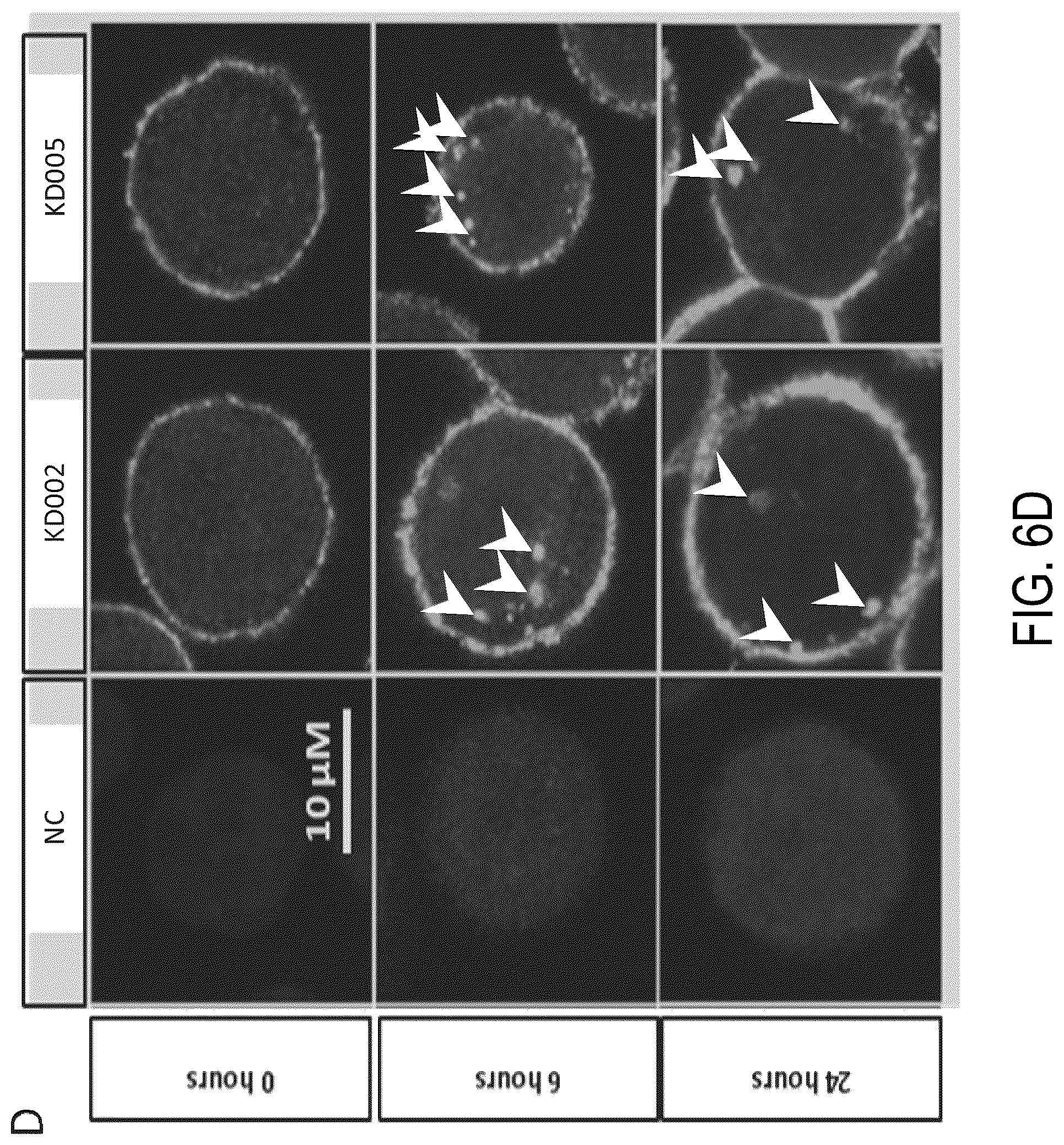 Patent US12338295 Figure 9 – Binding agents targeting TROP2-expressing tumor cells