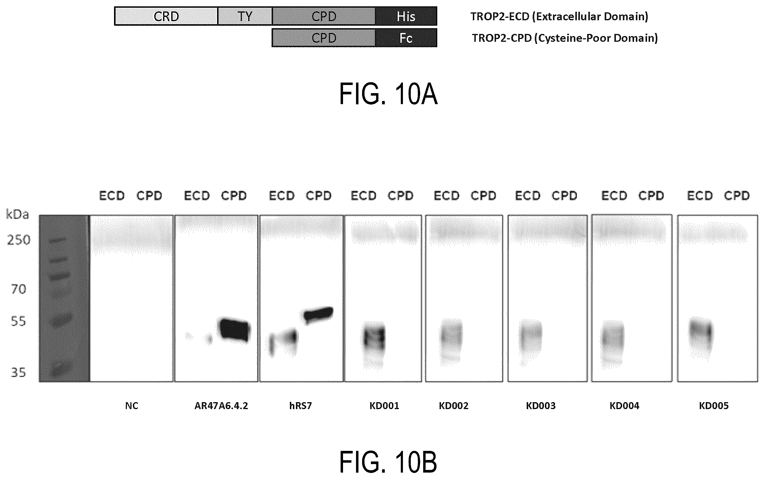 Patent US12338295 Figure 15 – Binding agents targeting TROP2-expressing tumor cells