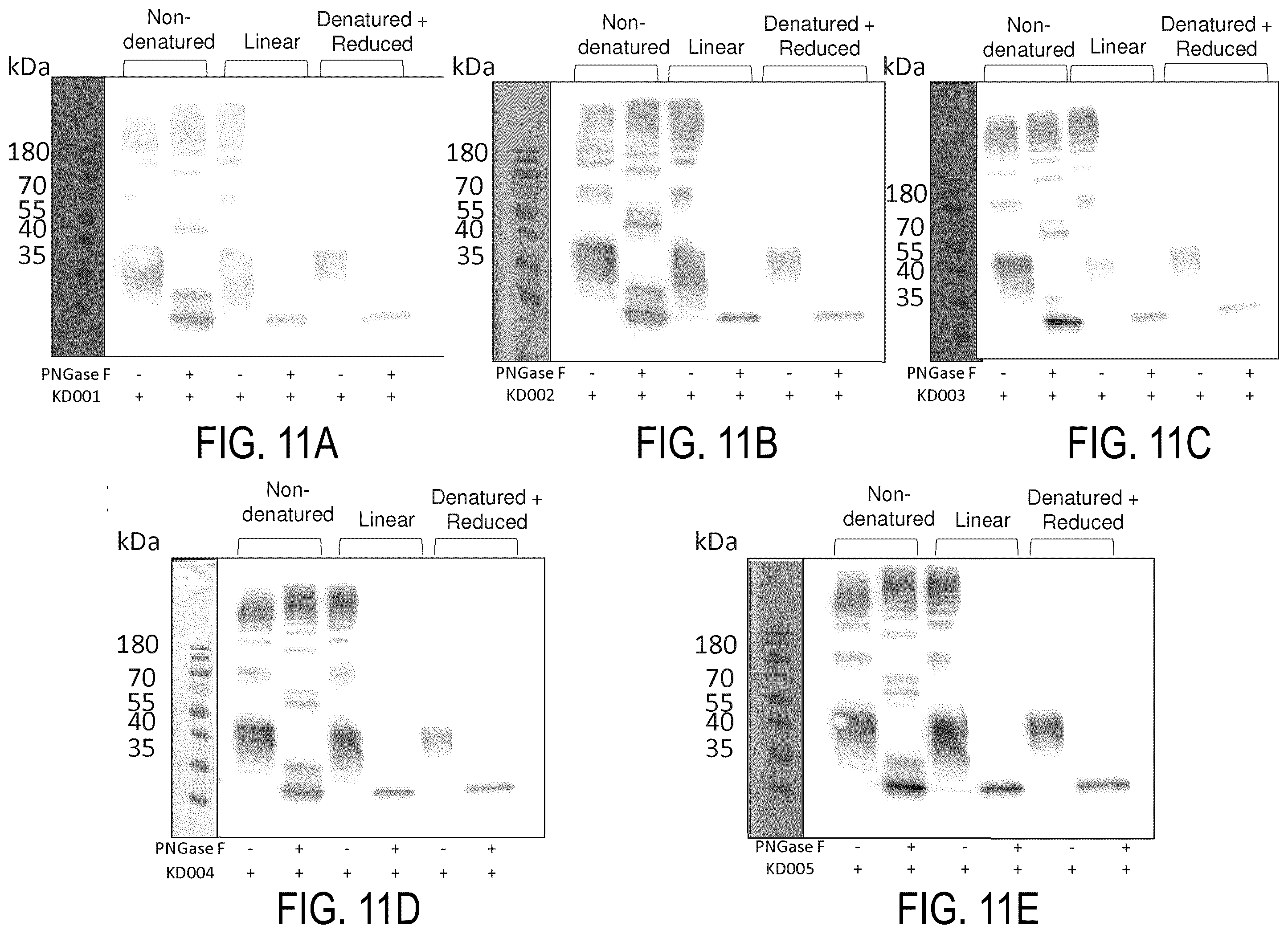 Patent US12338295 Figure 16 – Binding agents targeting TROP2-expressing tumor cells
