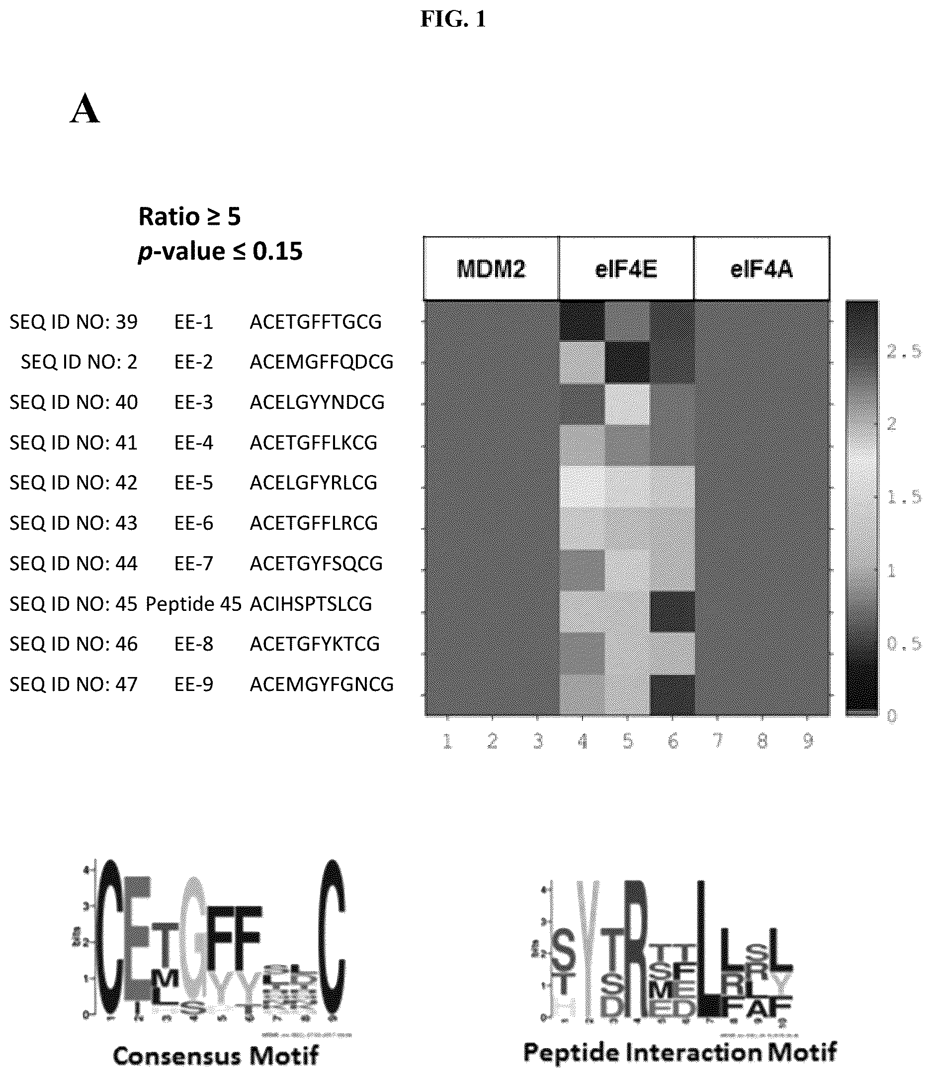 Patent US12338296 Figure 1 – Peptides and compounds that bind to elongation initiation factor 4E