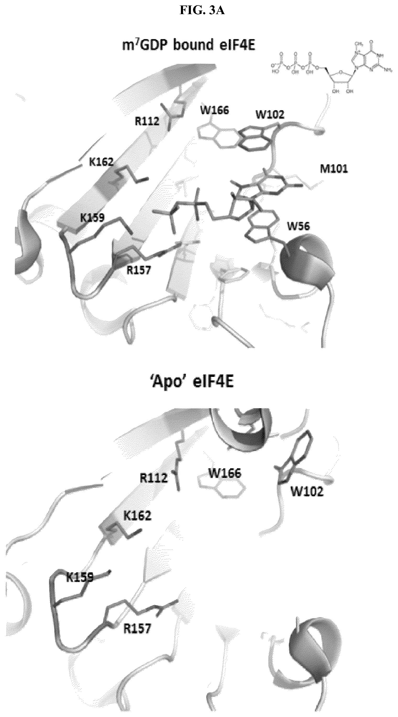 Patent US12338296 Figure 4 – Peptides and compounds that bind to elongation initiation factor 4E