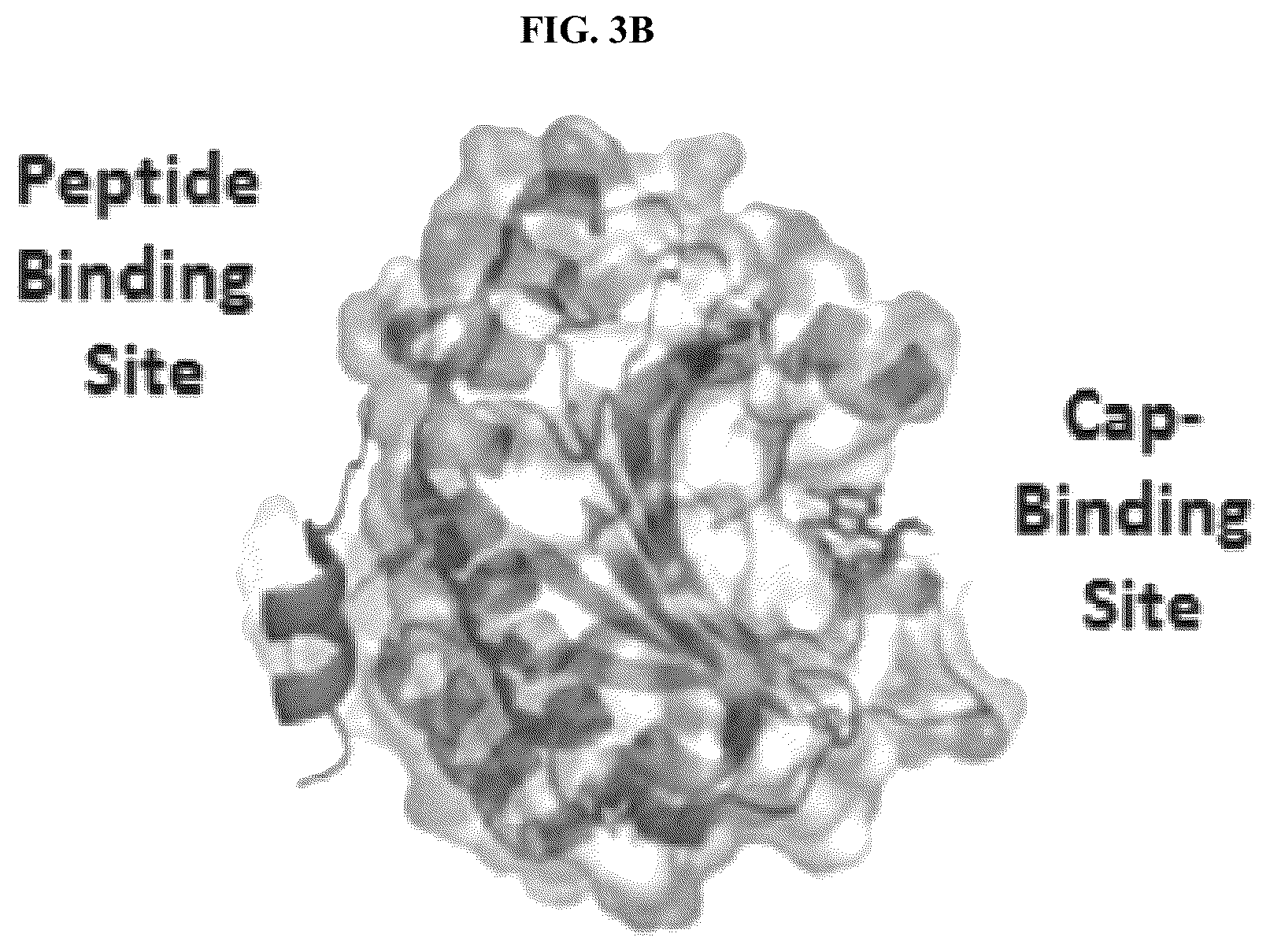 Patent US12338296 Figure 5 – Peptides and compounds that bind to elongation initiation factor 4E