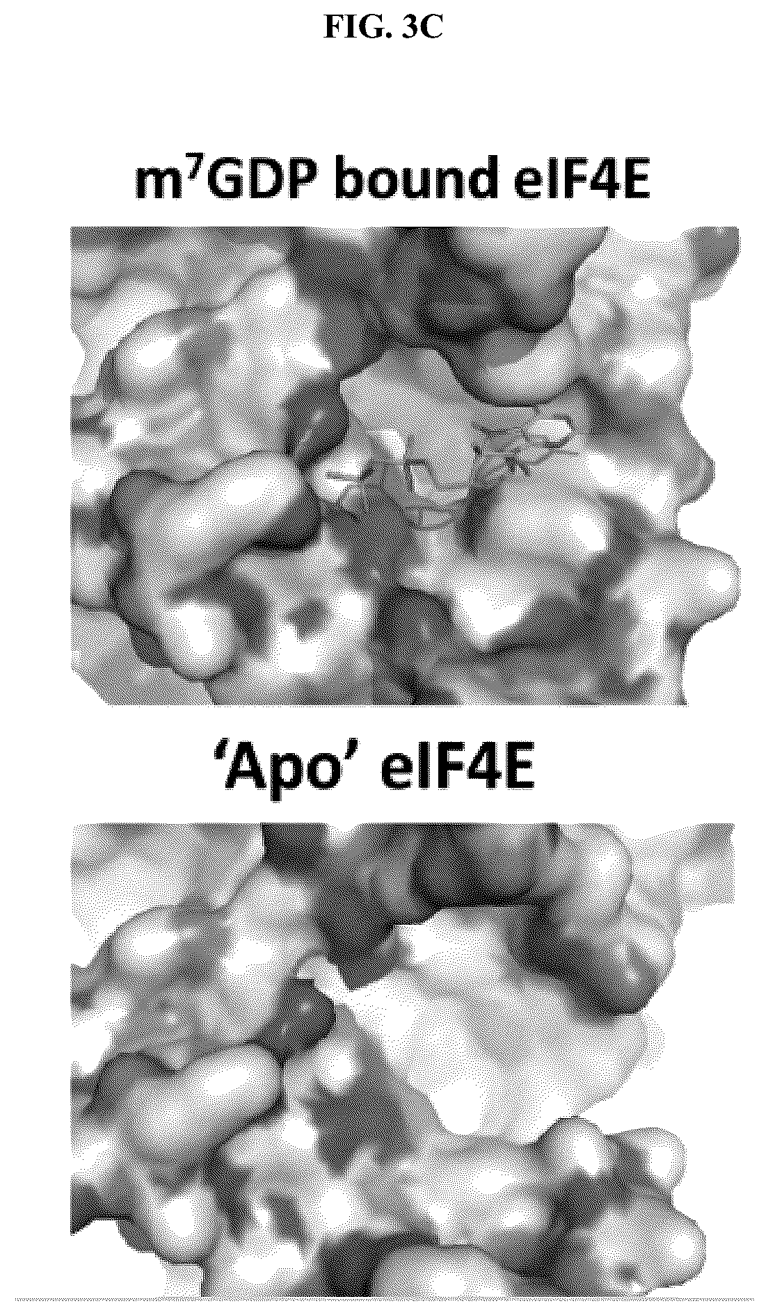 Patent US12338296 Figure 6 – Peptides and compounds that bind to elongation initiation factor 4E