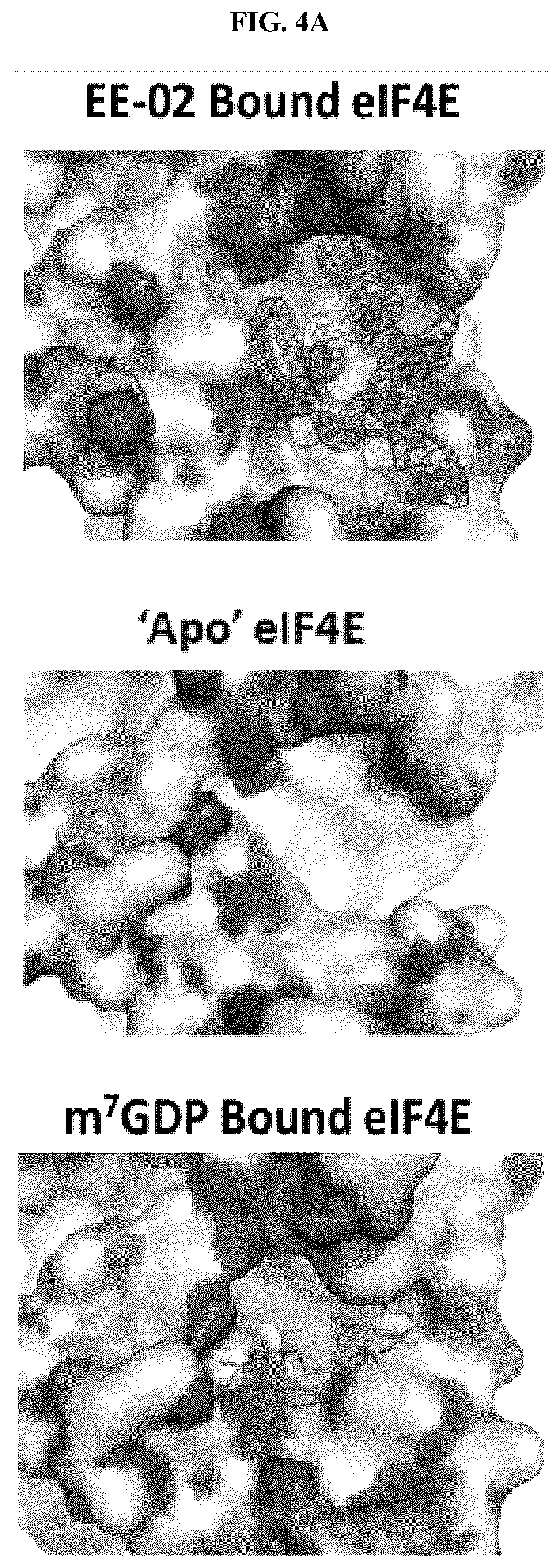 Patent US12338296 Figure 7 – Peptides and compounds that bind to elongation initiation factor 4E
