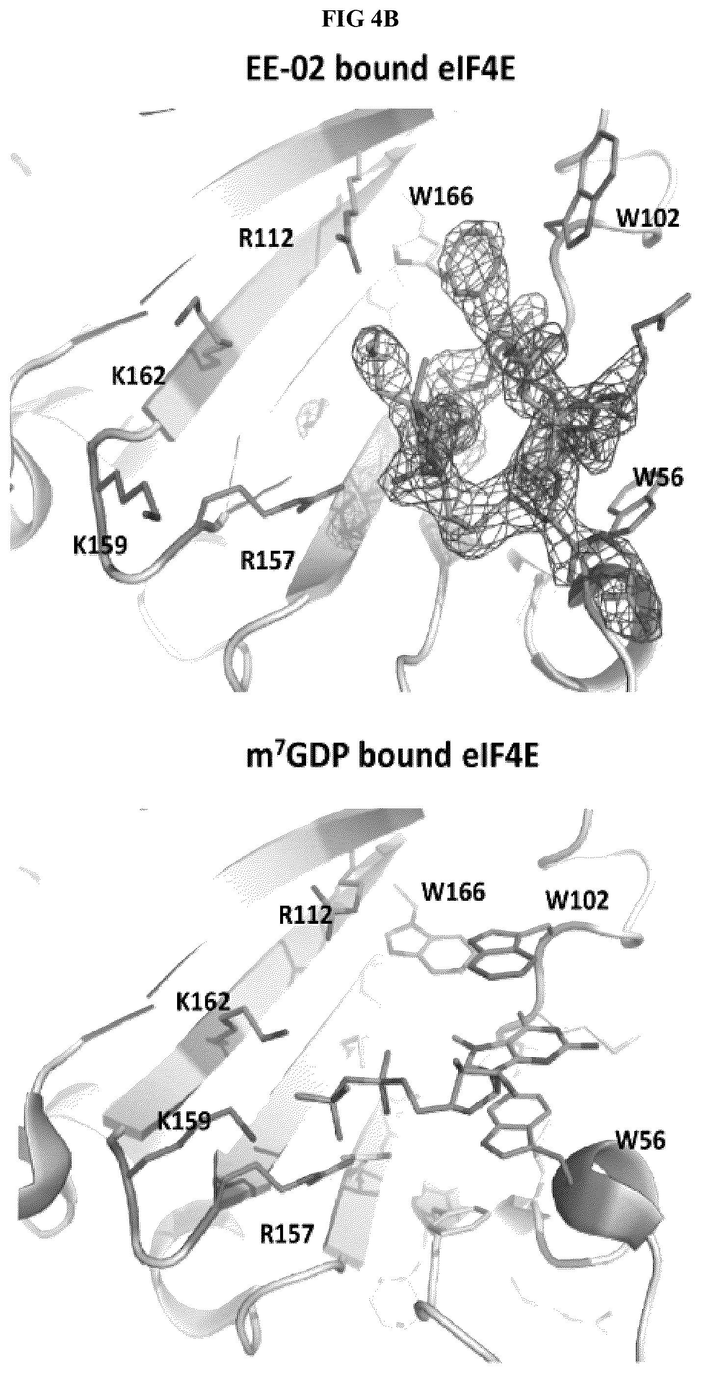 Patent US12338296 Figure 8 – Peptides and compounds that bind to elongation initiation factor 4E