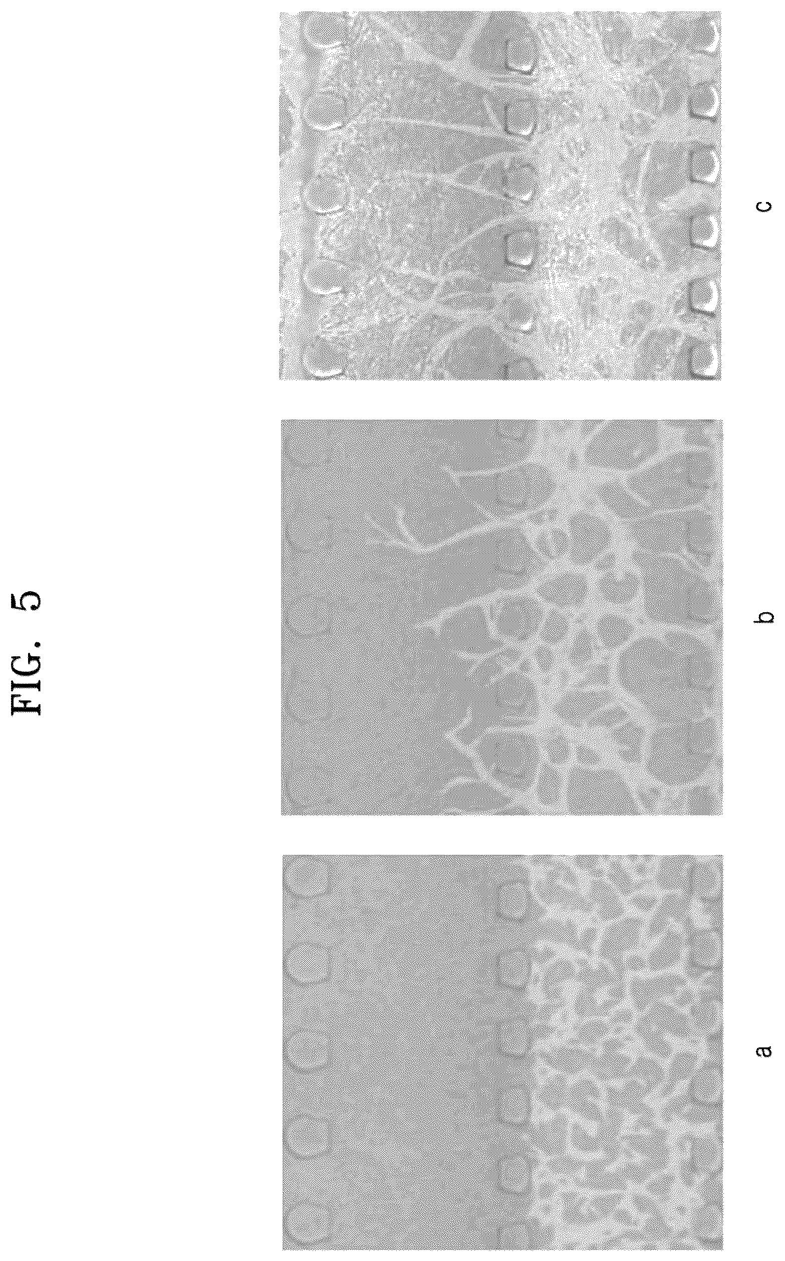 Patent US12338422 Figure 6 – Three-dimensional biomimetic chip for simulating endometrium, and endometrium simulating method using same