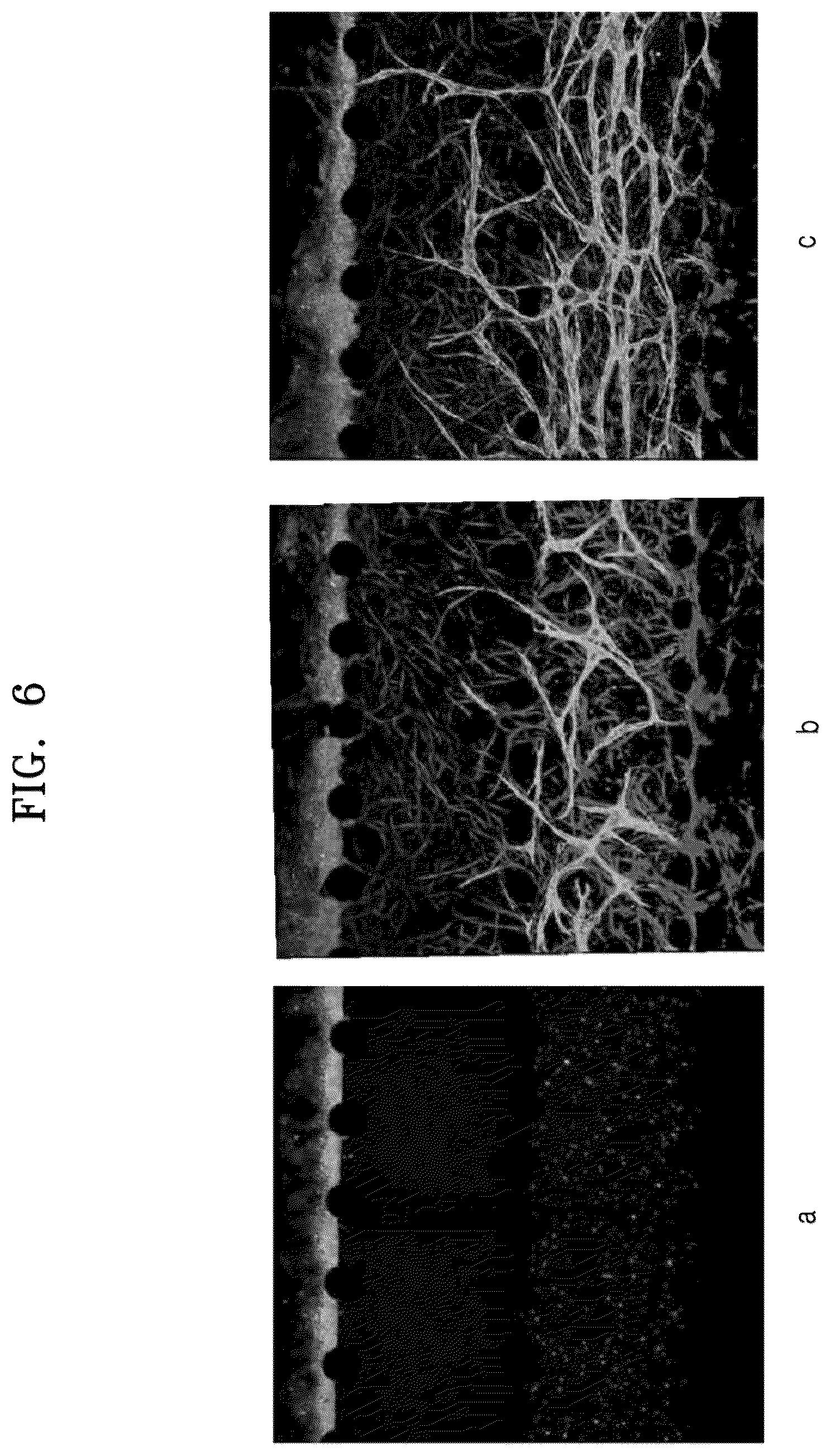 Patent US12338422 Figure 7 – Three-dimensional biomimetic chip for simulating endometrium, and endometrium simulating method using same