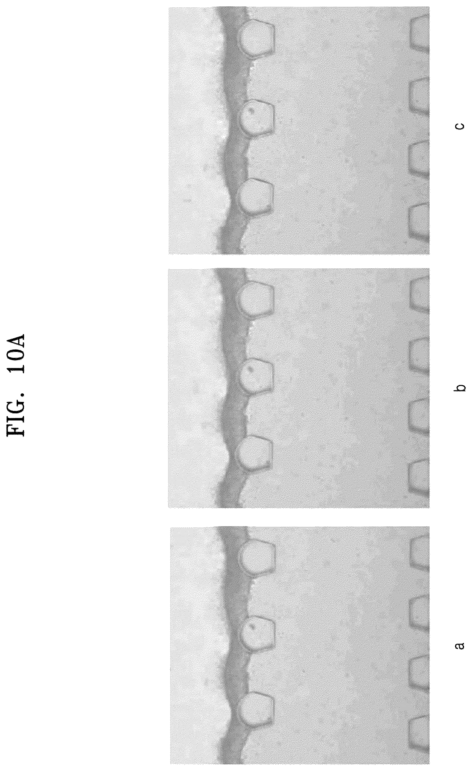 Patent US12338422 Figure 12 – Three-dimensional biomimetic chip for simulating endometrium, and endometrium simulating method using same