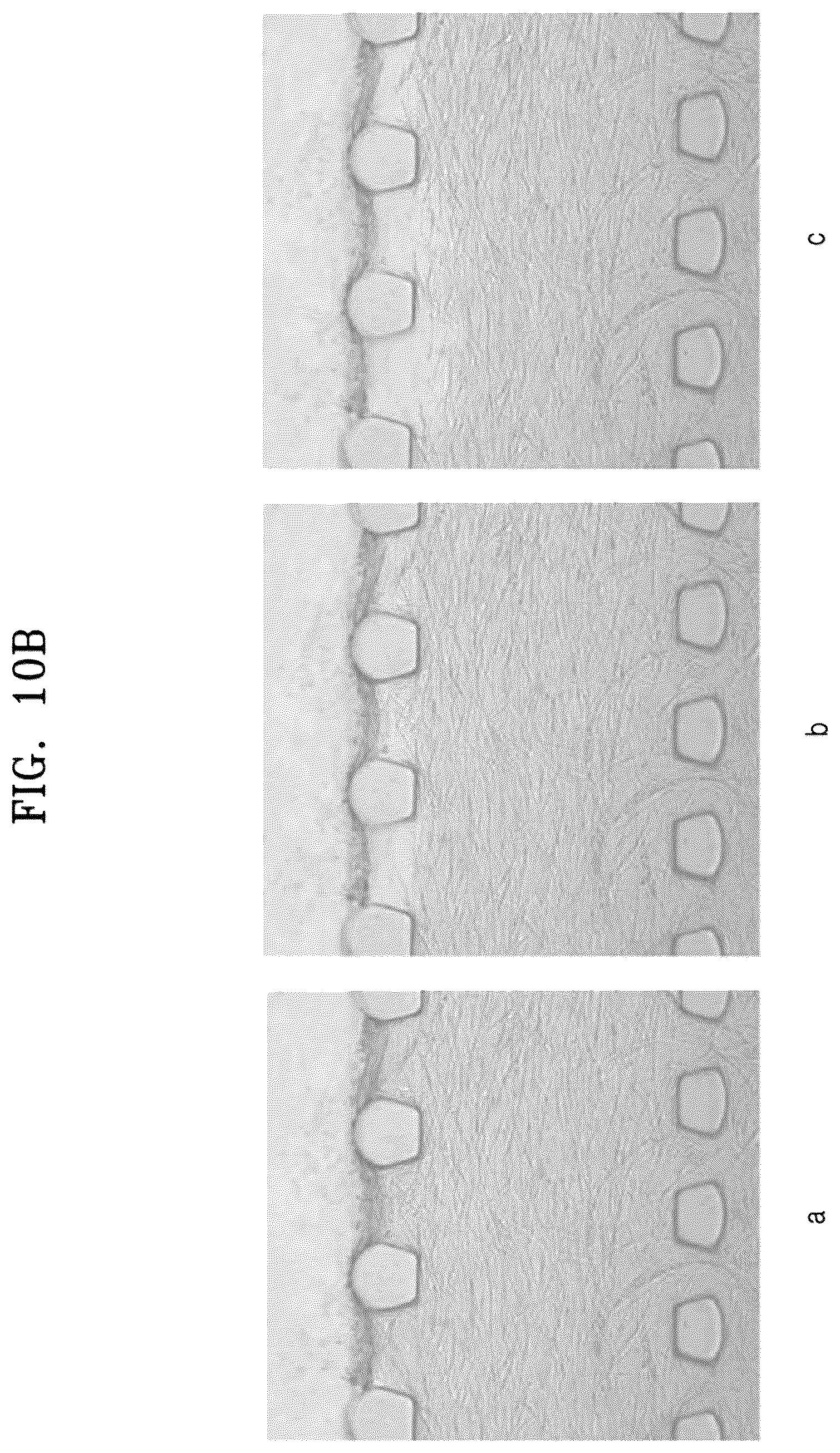 Patent US12338422 Figure 13 – Three-dimensional biomimetic chip for simulating endometrium, and endometrium simulating method using same