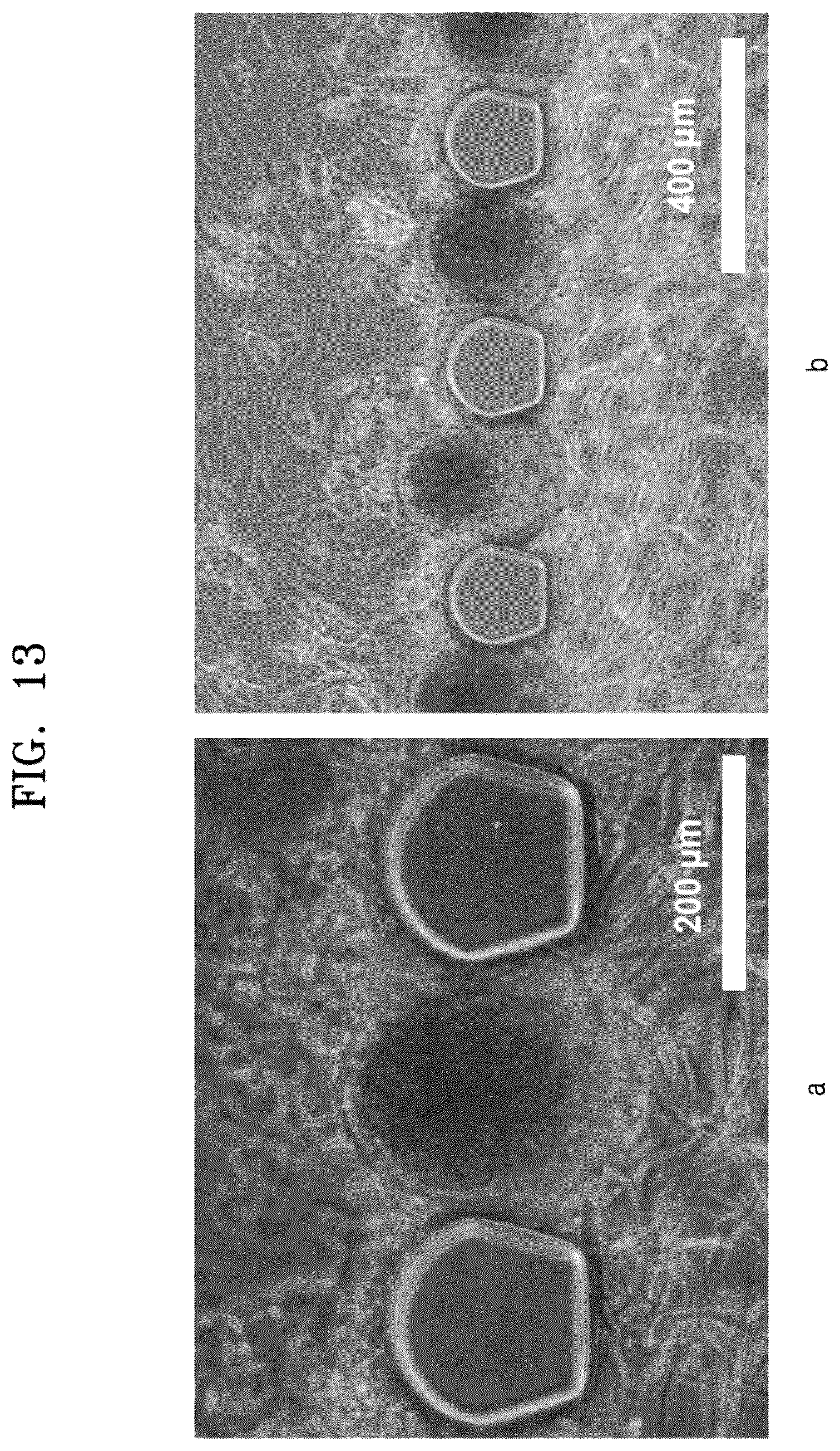 Patent US12338422 Figure 16 – Three-dimensional biomimetic chip for simulating endometrium, and endometrium simulating method using same