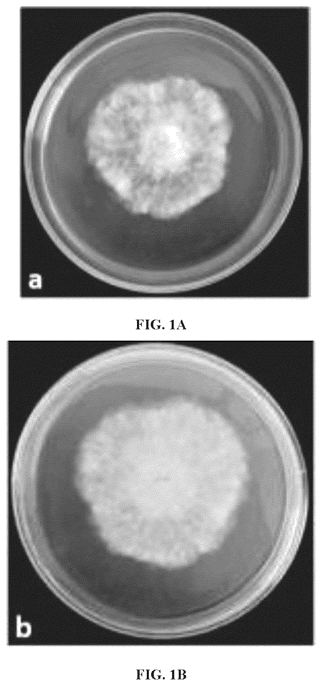 Patent US12338430 Figure 1 – Filamentous fungus and use thereof in gas metabolism
