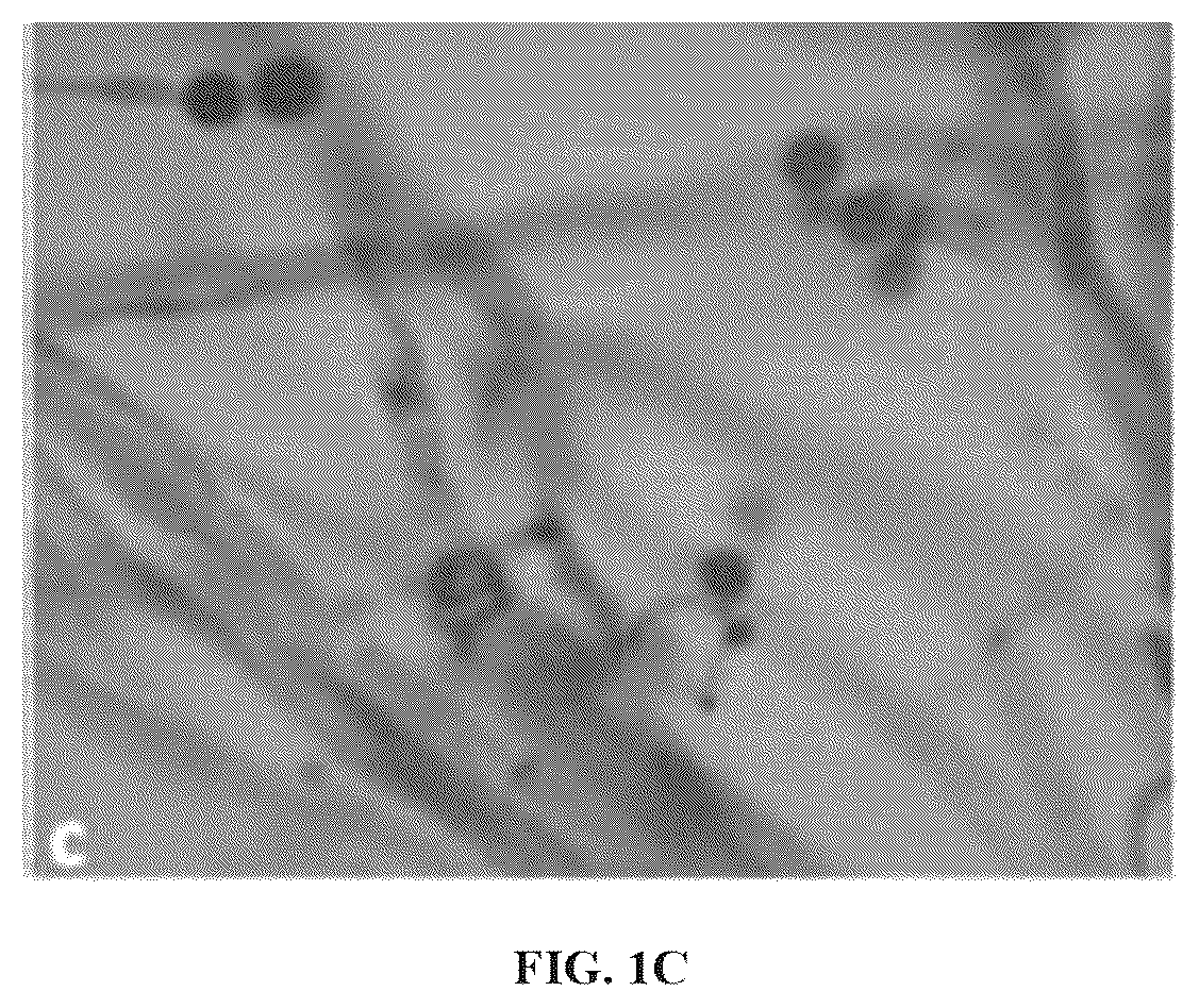 Patent US12338430 Figure 2 – Filamentous fungus and use thereof in gas metabolism