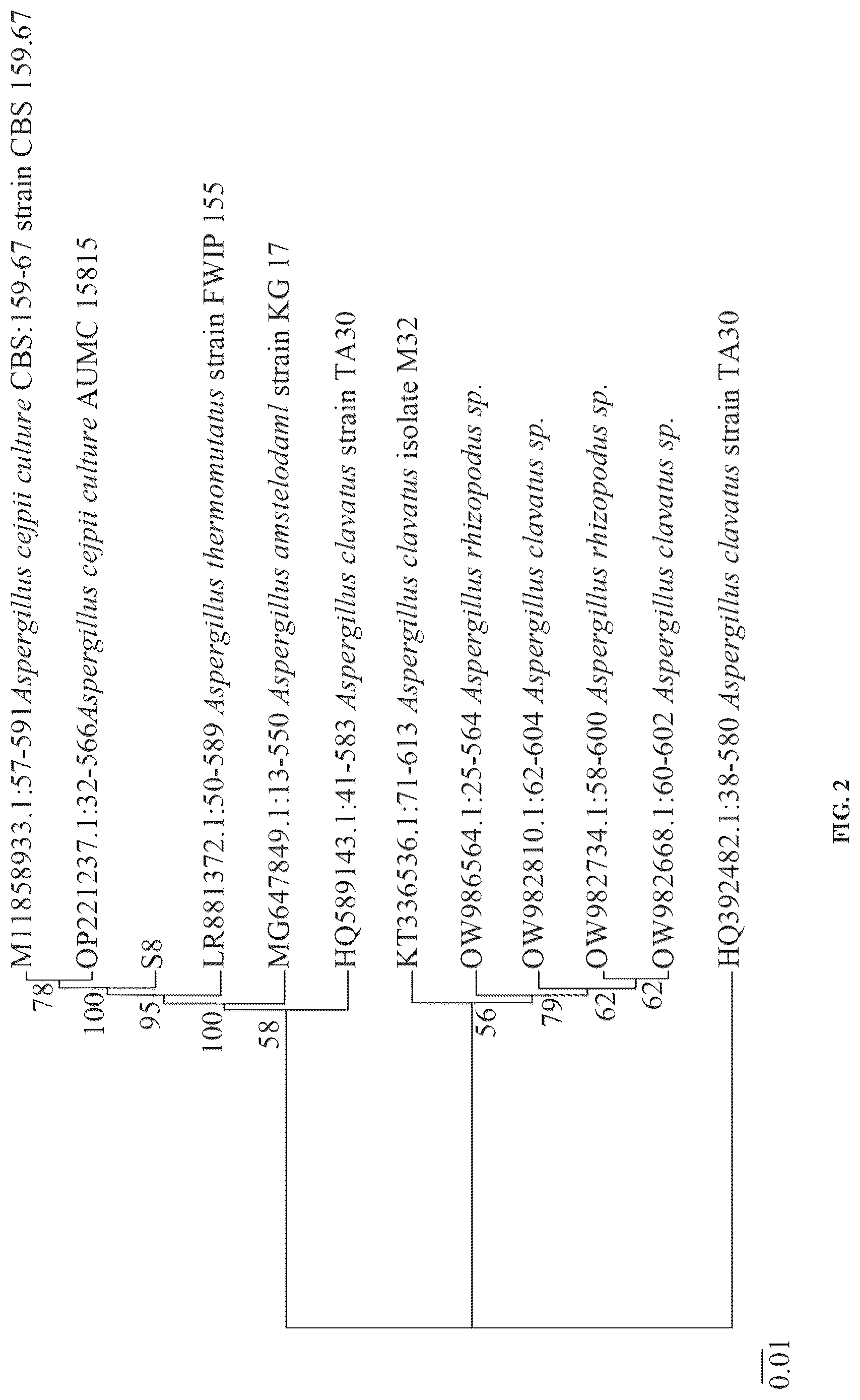 Patent US12338430 Figure 3 – Filamentous fungus and use thereof in gas metabolism