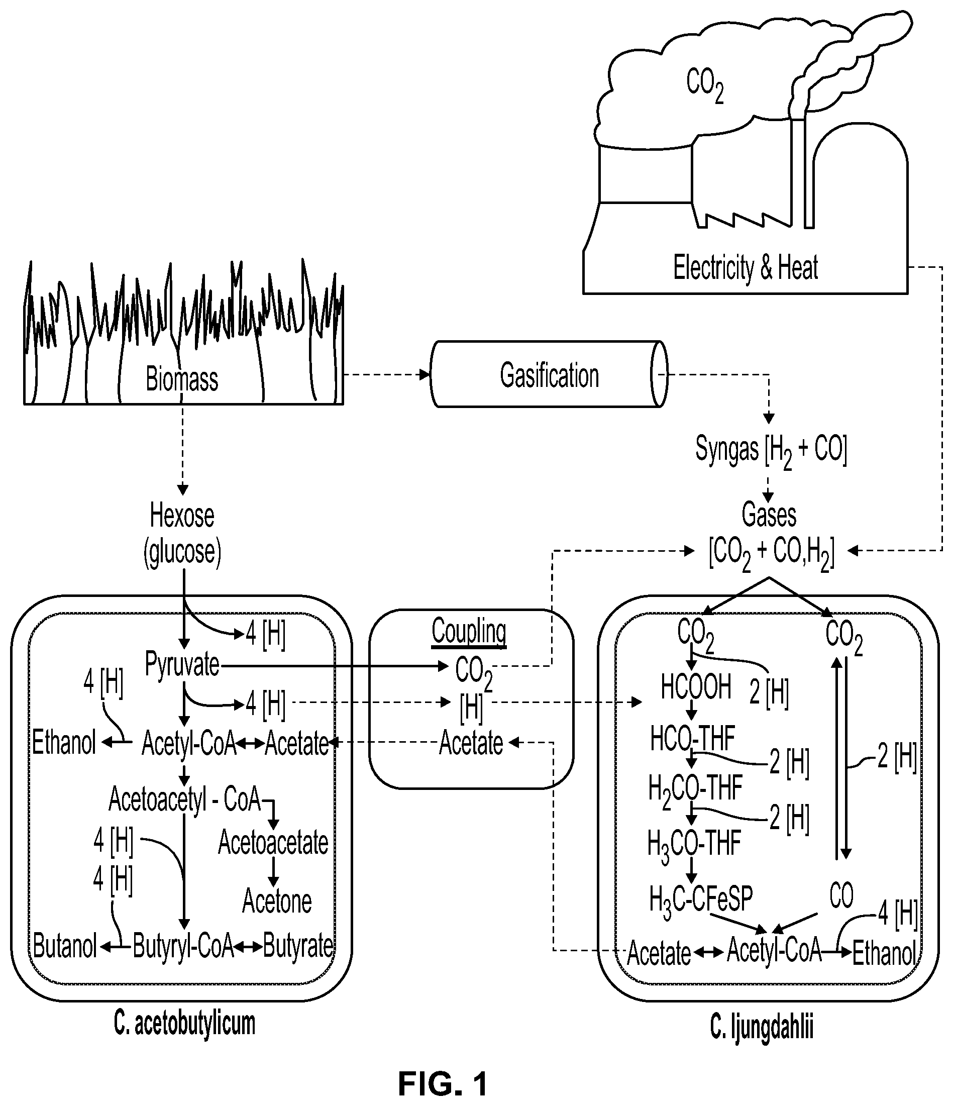 Patent US12338431 Figure 1 – Syntrophic co-cultures and uses thereof