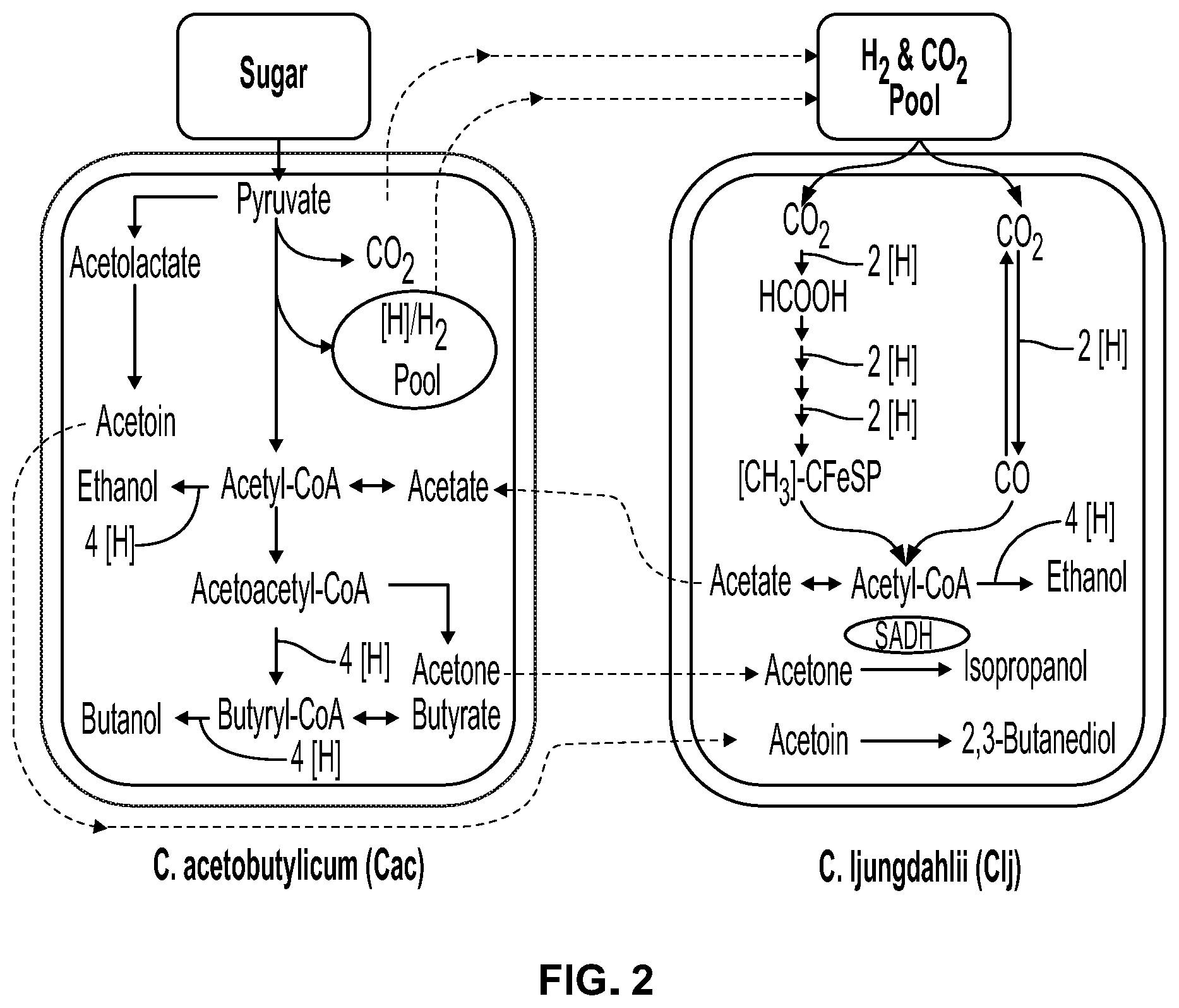 Patent US12338431 Figure 2 – Syntrophic co-cultures and uses thereof