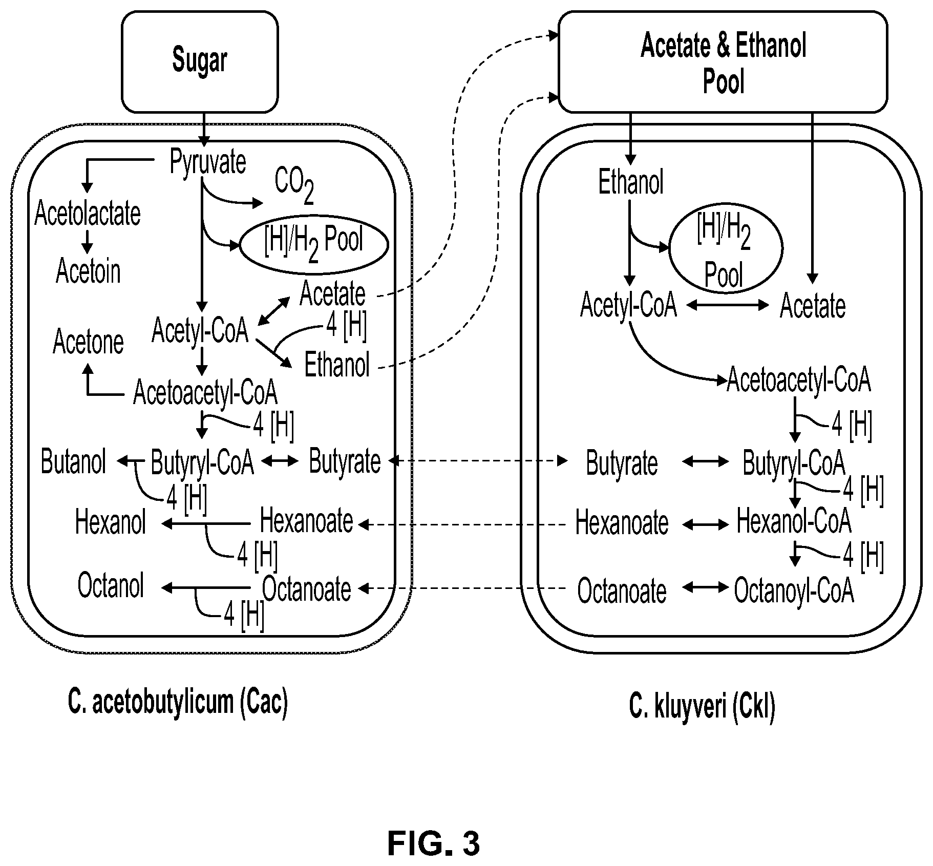 Patent US12338431 Figure 3 – Syntrophic co-cultures and uses thereof
