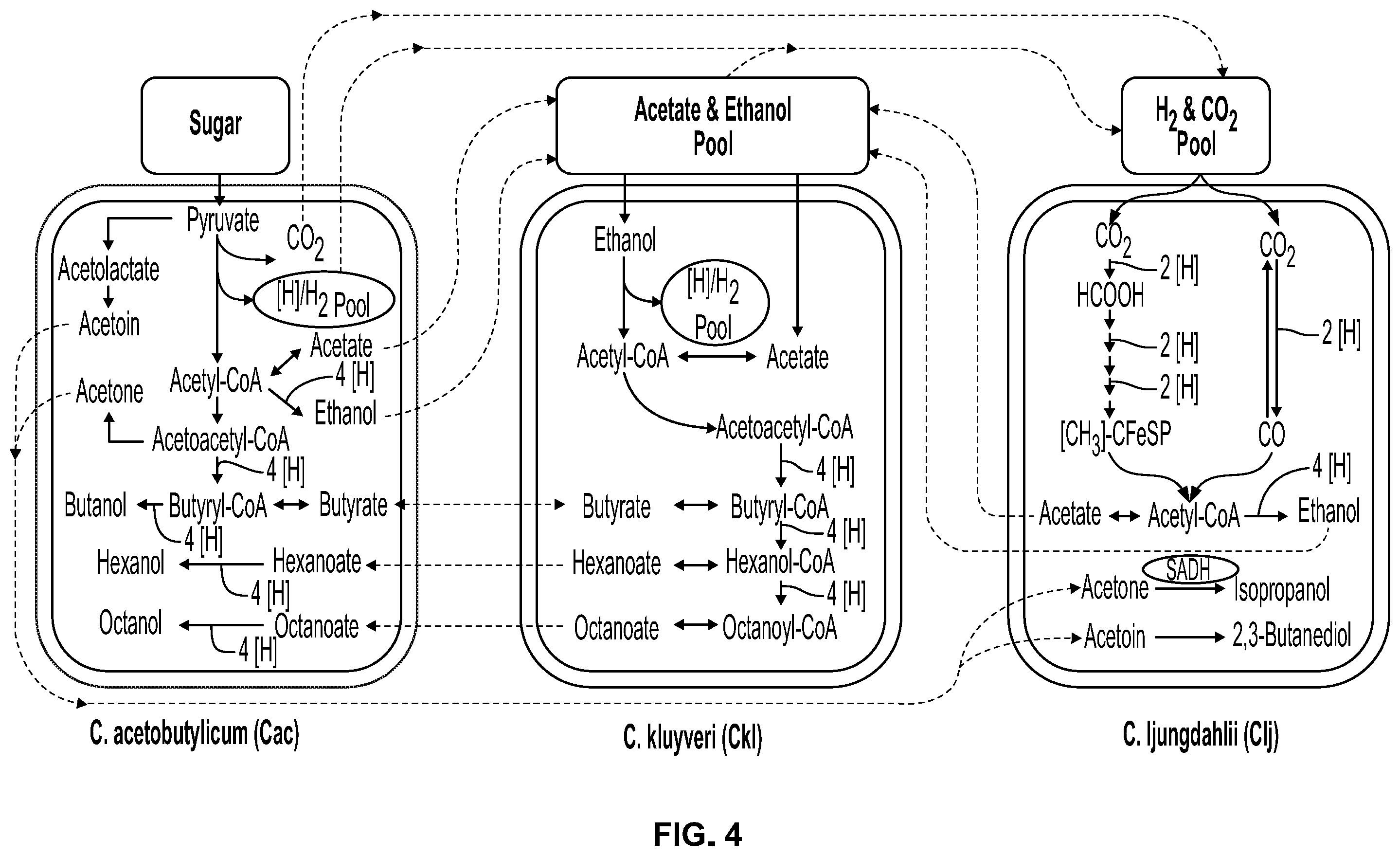 Patent US12338431 Figure 4 – Syntrophic co-cultures and uses thereof