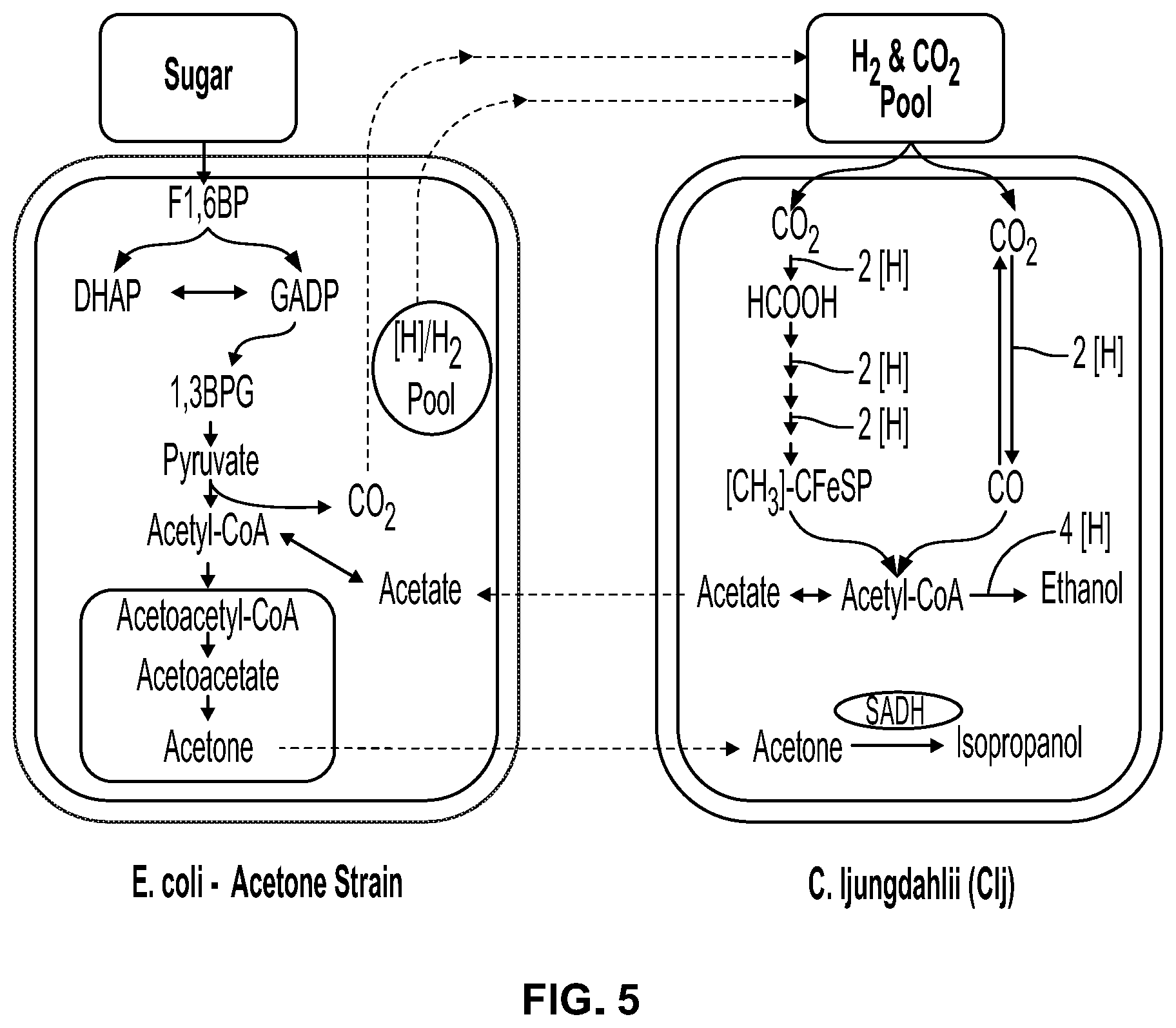 Patent US12338431 Figure 5 – Syntrophic co-cultures and uses thereof