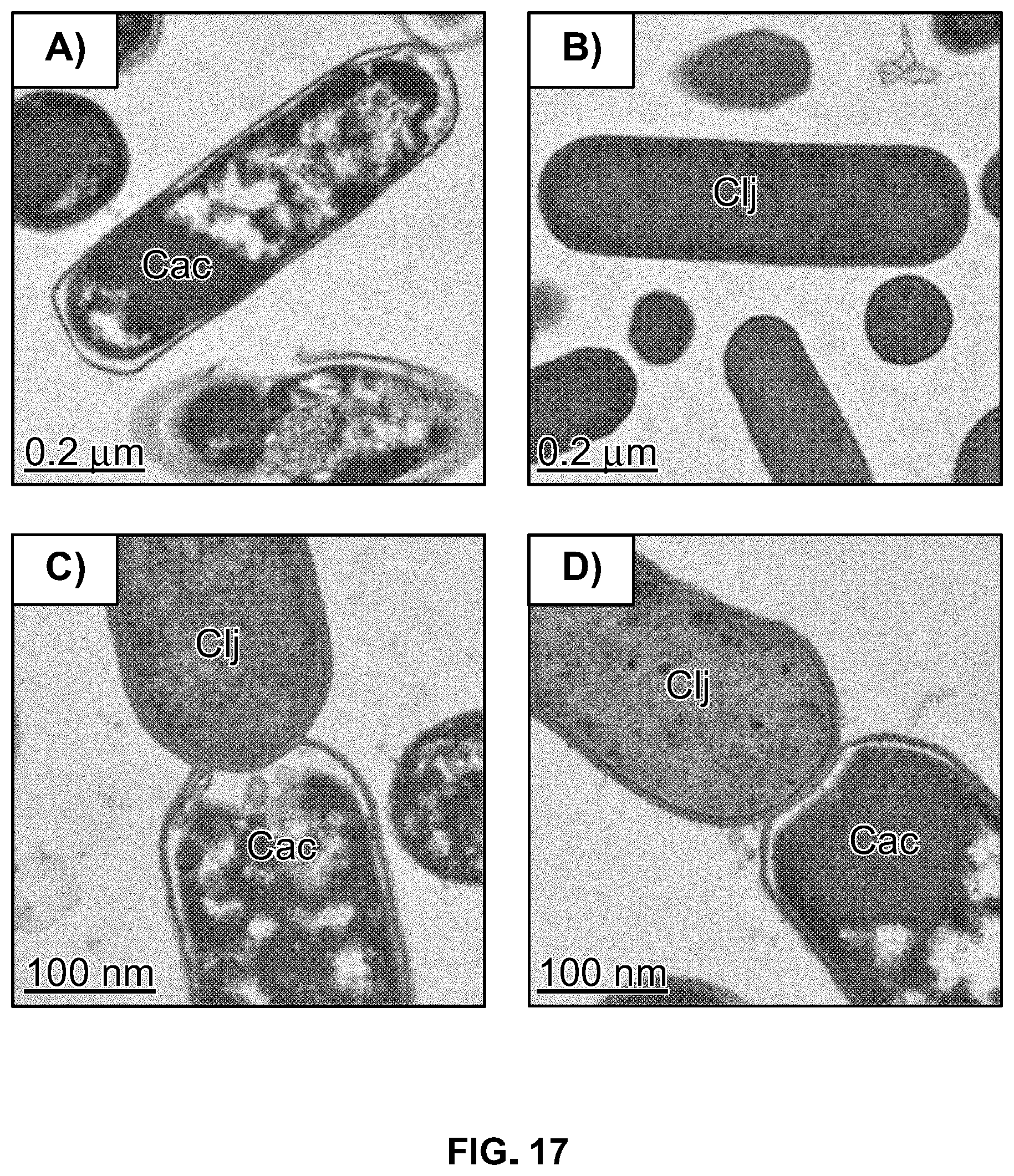 Patent US12338431 Figure 17 – Syntrophic co-cultures and uses thereof