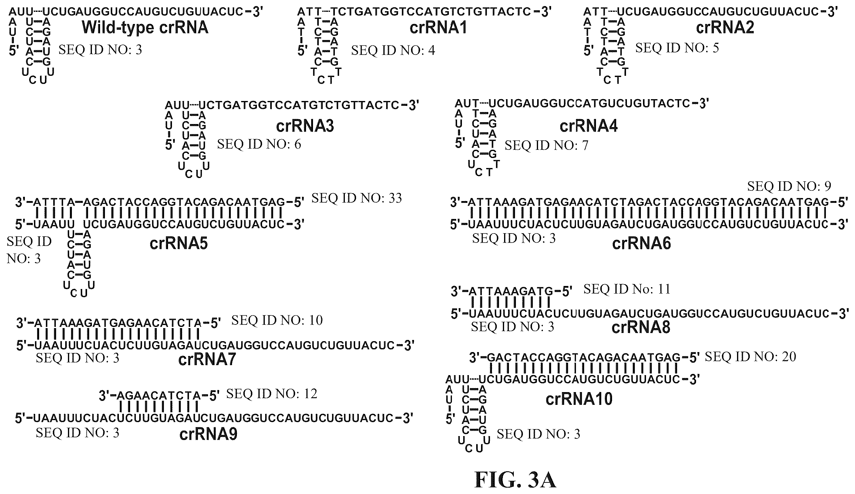 Patent US12338433 Figure 7 – Modified nucleic acids, hybrid guide RNAS, and uses thereof