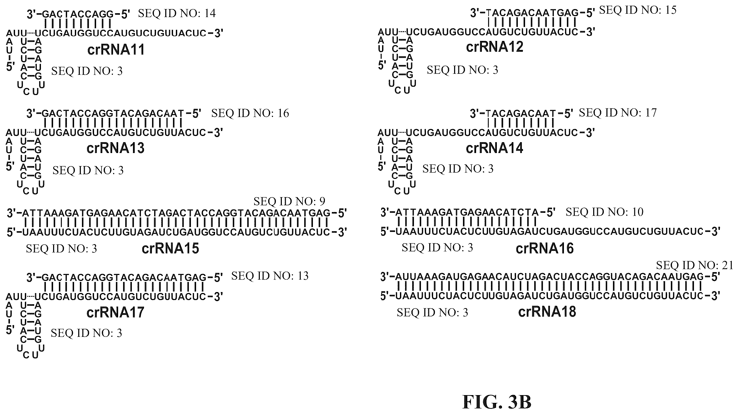 Patent US12338433 Figure 8 – Modified nucleic acids, hybrid guide RNAS, and uses thereof