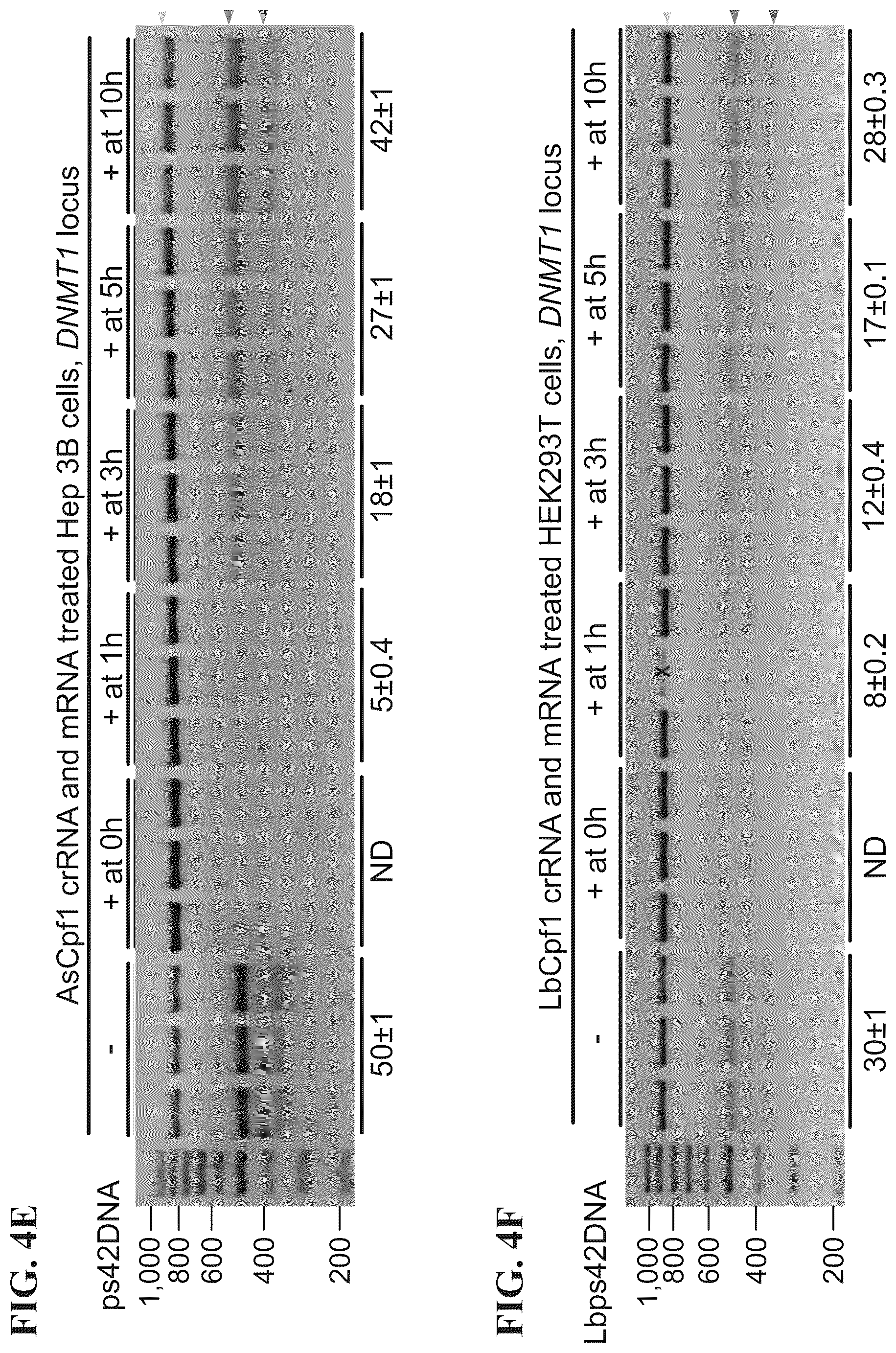 Patent US12338433 Figure 12 – Modified nucleic acids, hybrid guide RNAS, and uses thereof