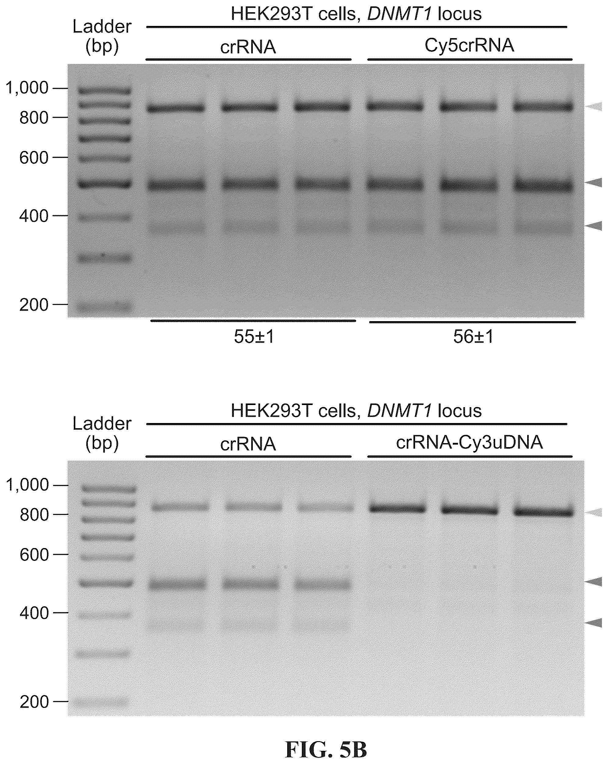 Patent US12338433 Figure 14 – Modified nucleic acids, hybrid guide RNAS, and uses thereof