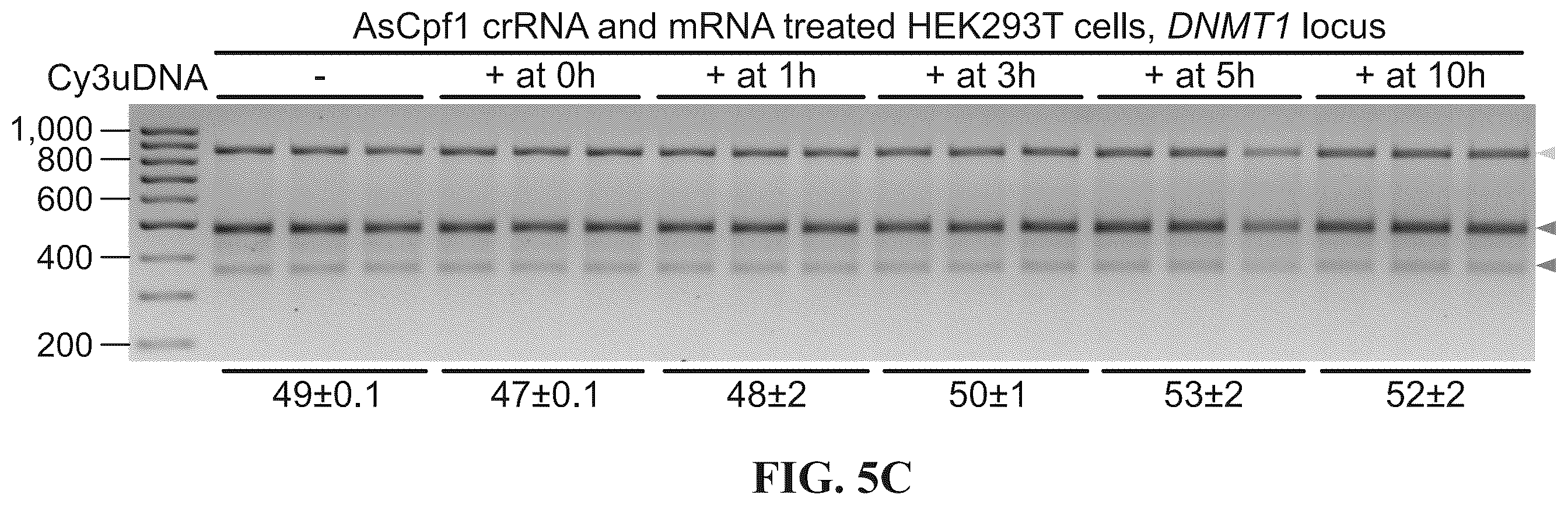 Patent US12338433 Figure 15 – Modified nucleic acids, hybrid guide RNAS, and uses thereof