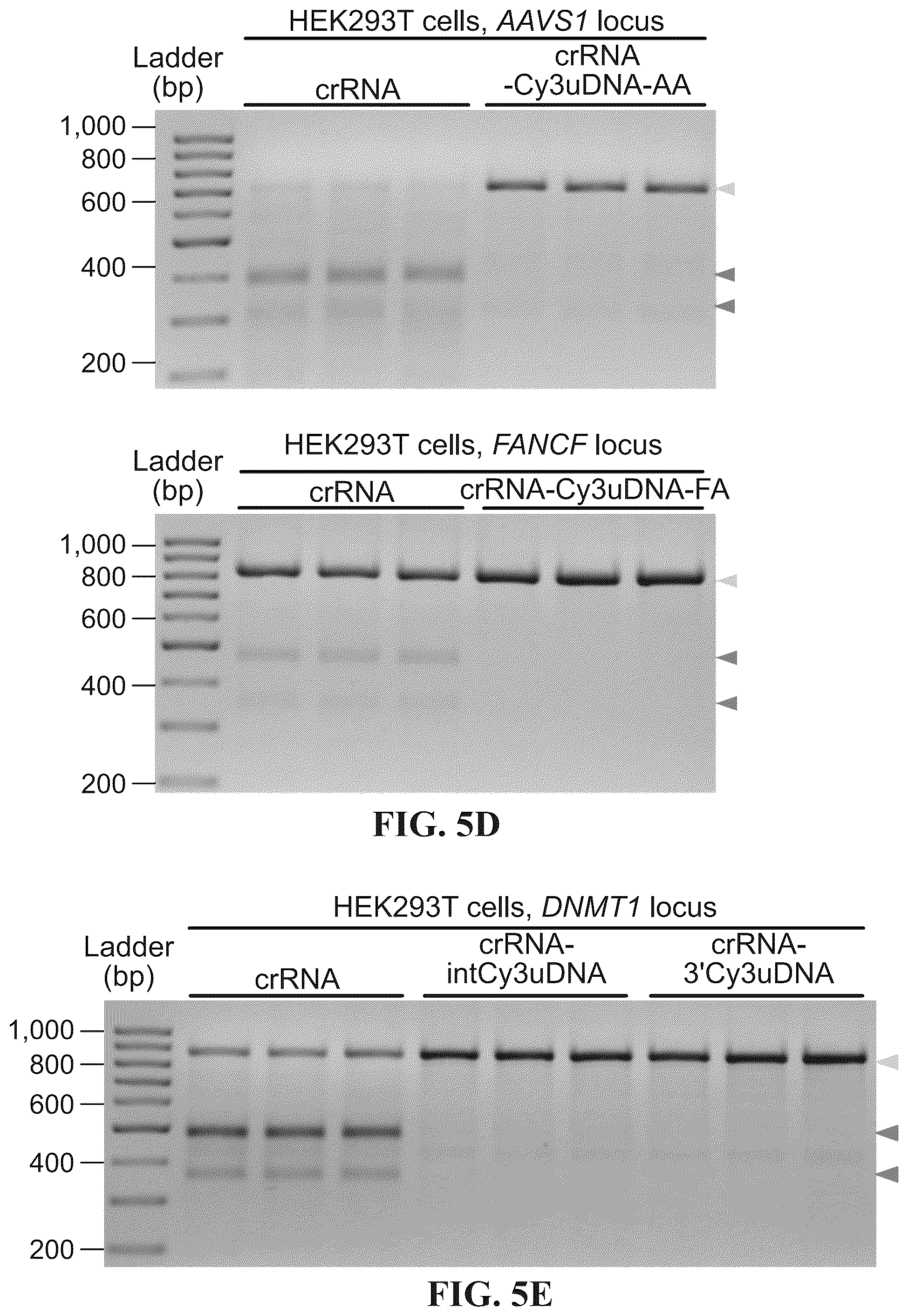 Patent US12338433 Figure 16 – Modified nucleic acids, hybrid guide RNAS, and uses thereof