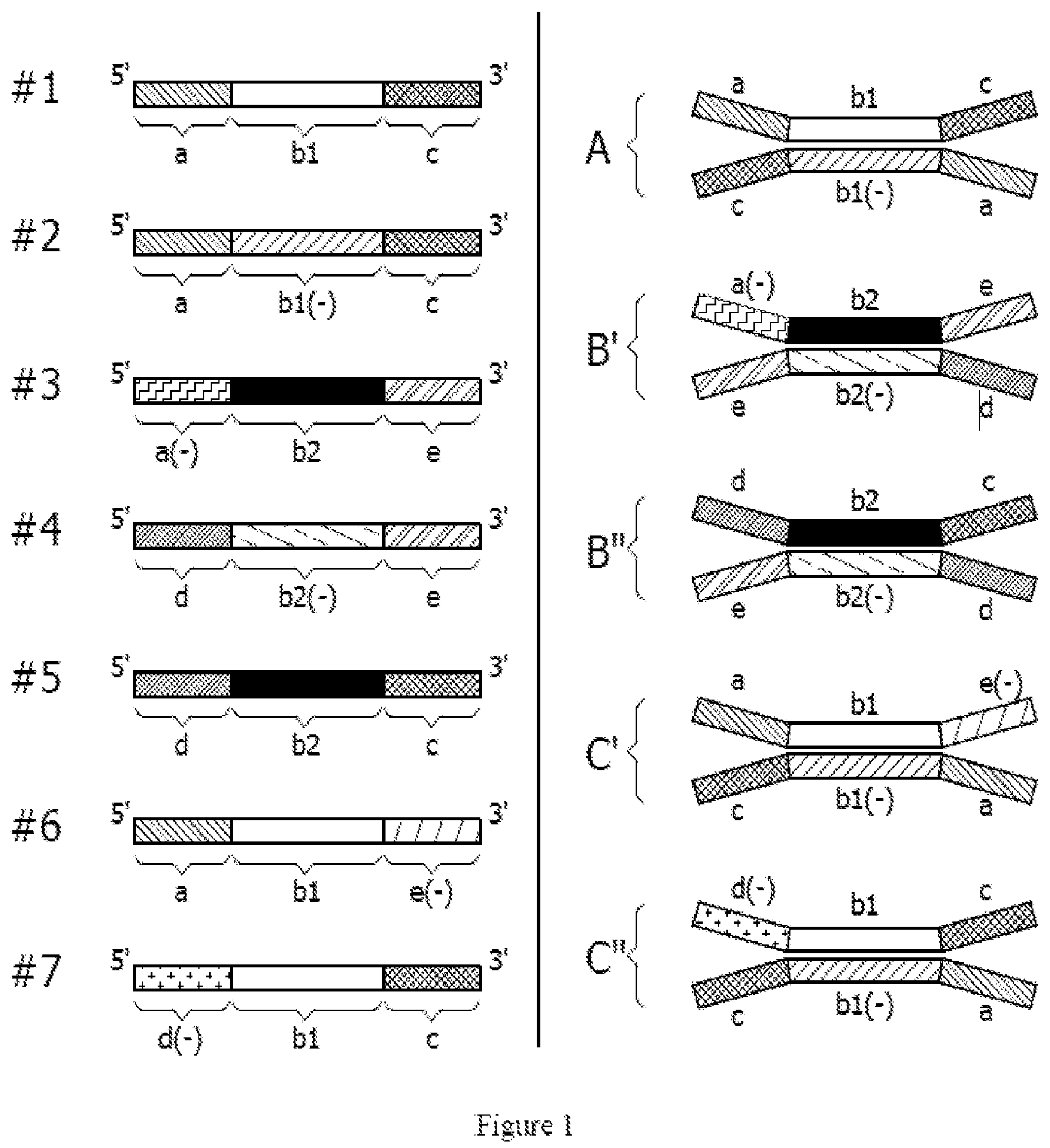 Patent US12338435 Figure 1 – Nucleic acid carriers and therapeutic methods of use