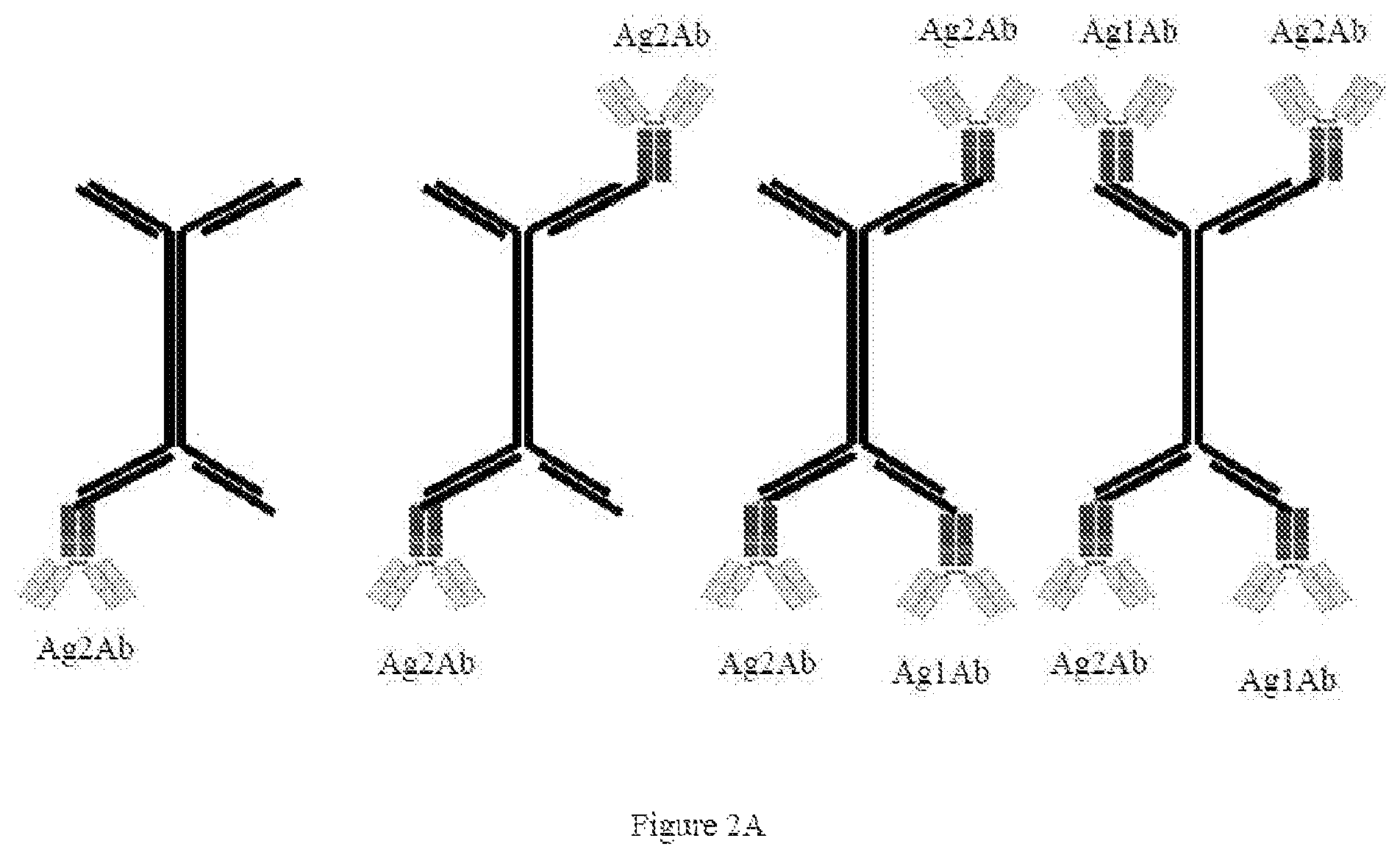 Patent US12338435 Figure 2 – Nucleic acid carriers and therapeutic methods of use