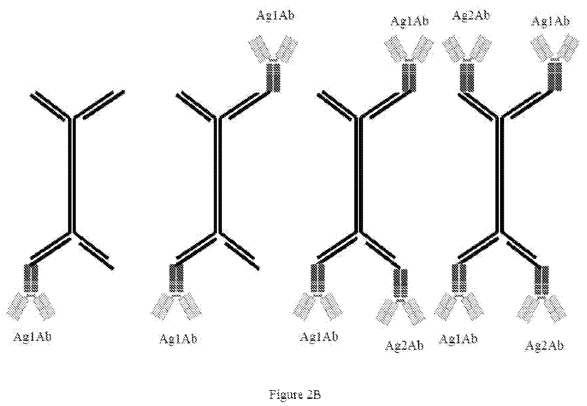 Patent US12338435 Figure 3 – Nucleic acid carriers and therapeutic methods of use