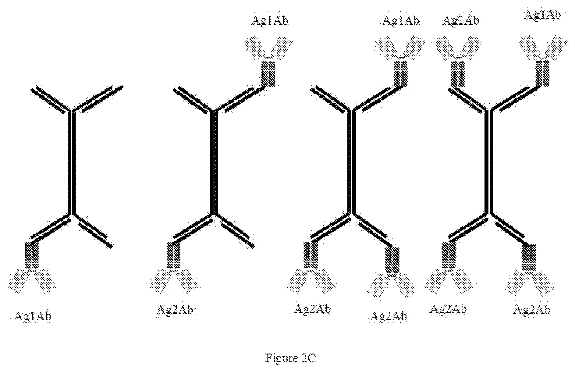 Patent US12338435 Figure 4 – Nucleic acid carriers and therapeutic methods of use