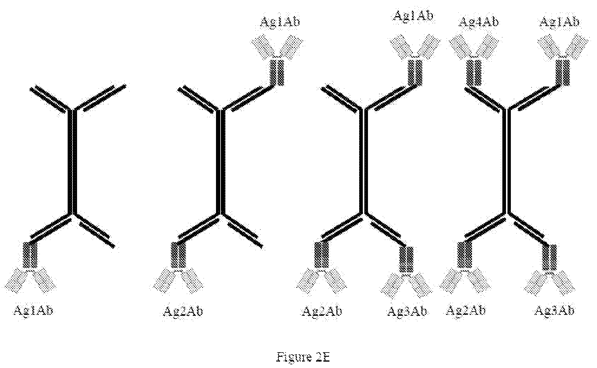 Patent US12338435 Figure 6 – Nucleic acid carriers and therapeutic methods of use