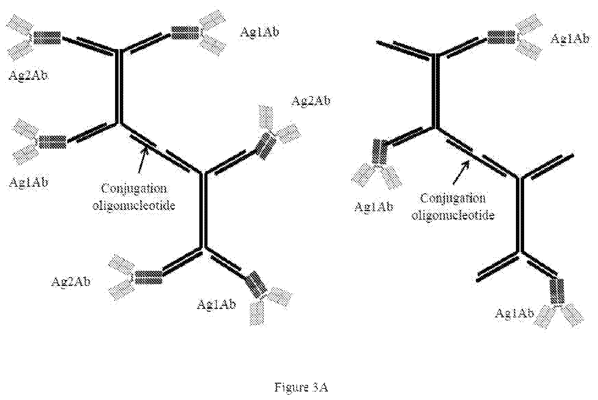 Patent US12338435 Figure 7 – Nucleic acid carriers and therapeutic methods of use