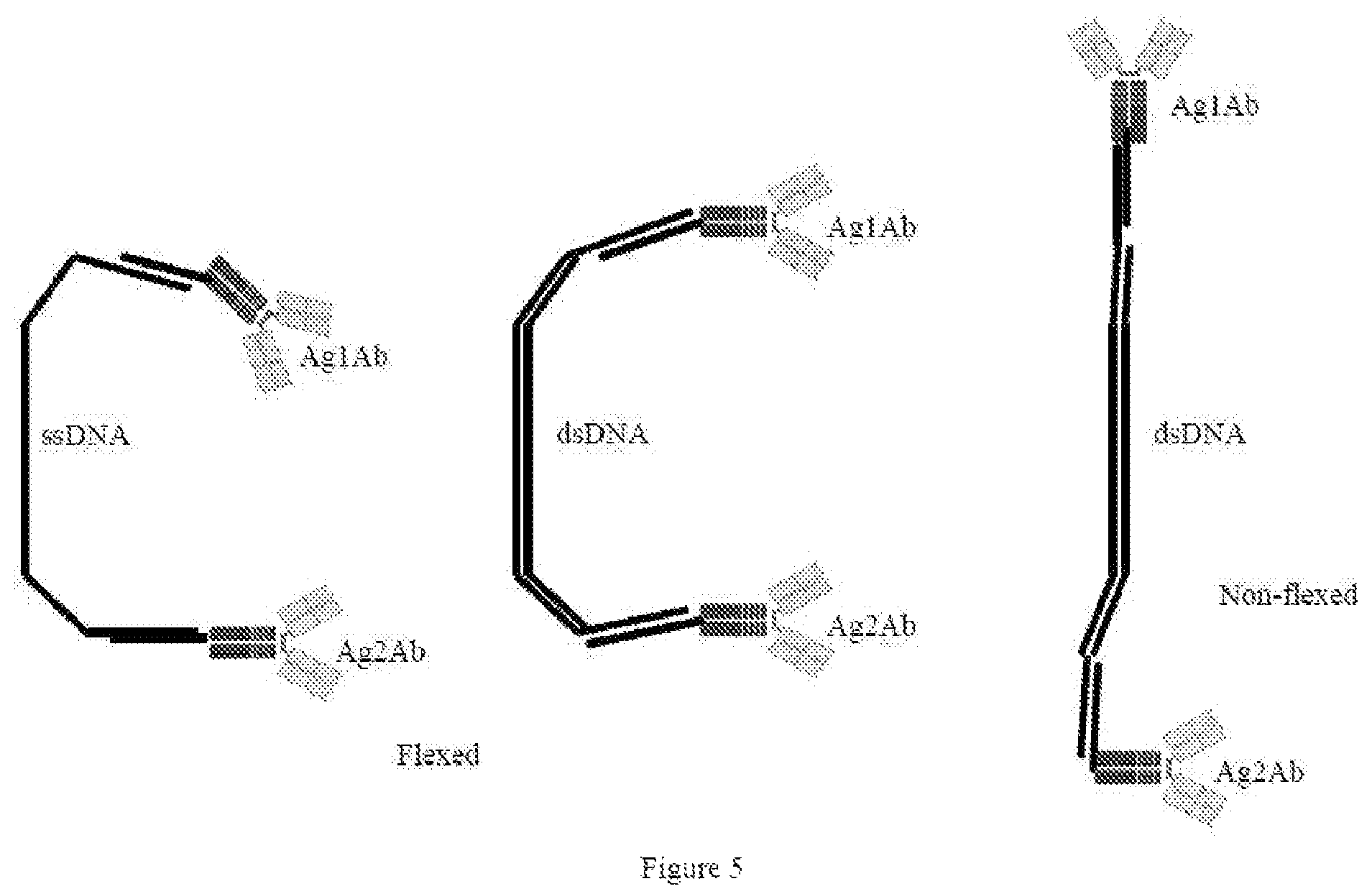Patent US12338435 Figure 11 – Nucleic acid carriers and therapeutic methods of use