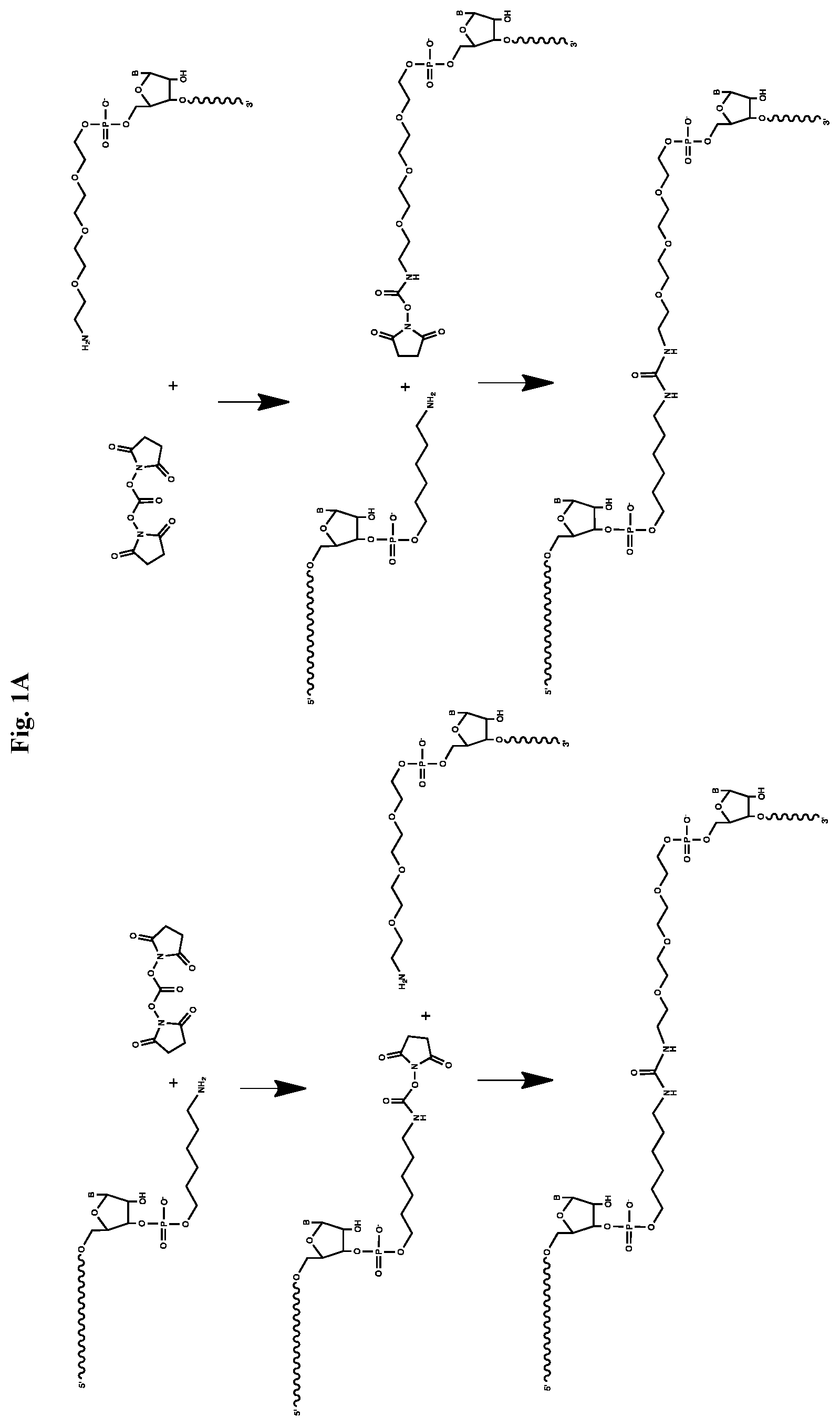 Patent US12338436 Figure 1 – Synthetic guide molecules, compositions and methods relating thereto