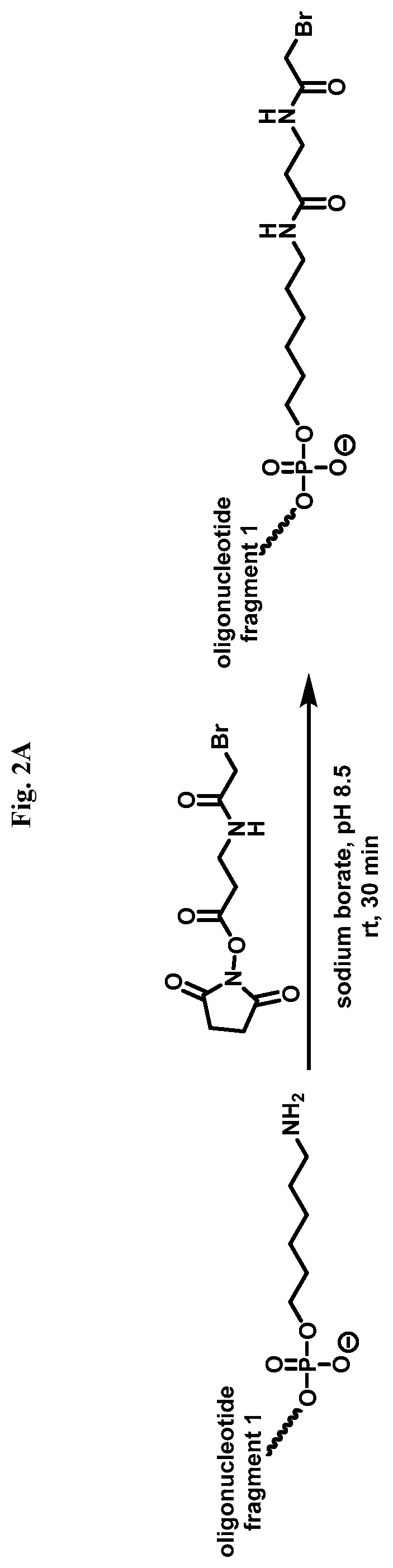 Patent US12338436 Figure 4 – Synthetic guide molecules, compositions and methods relating thereto