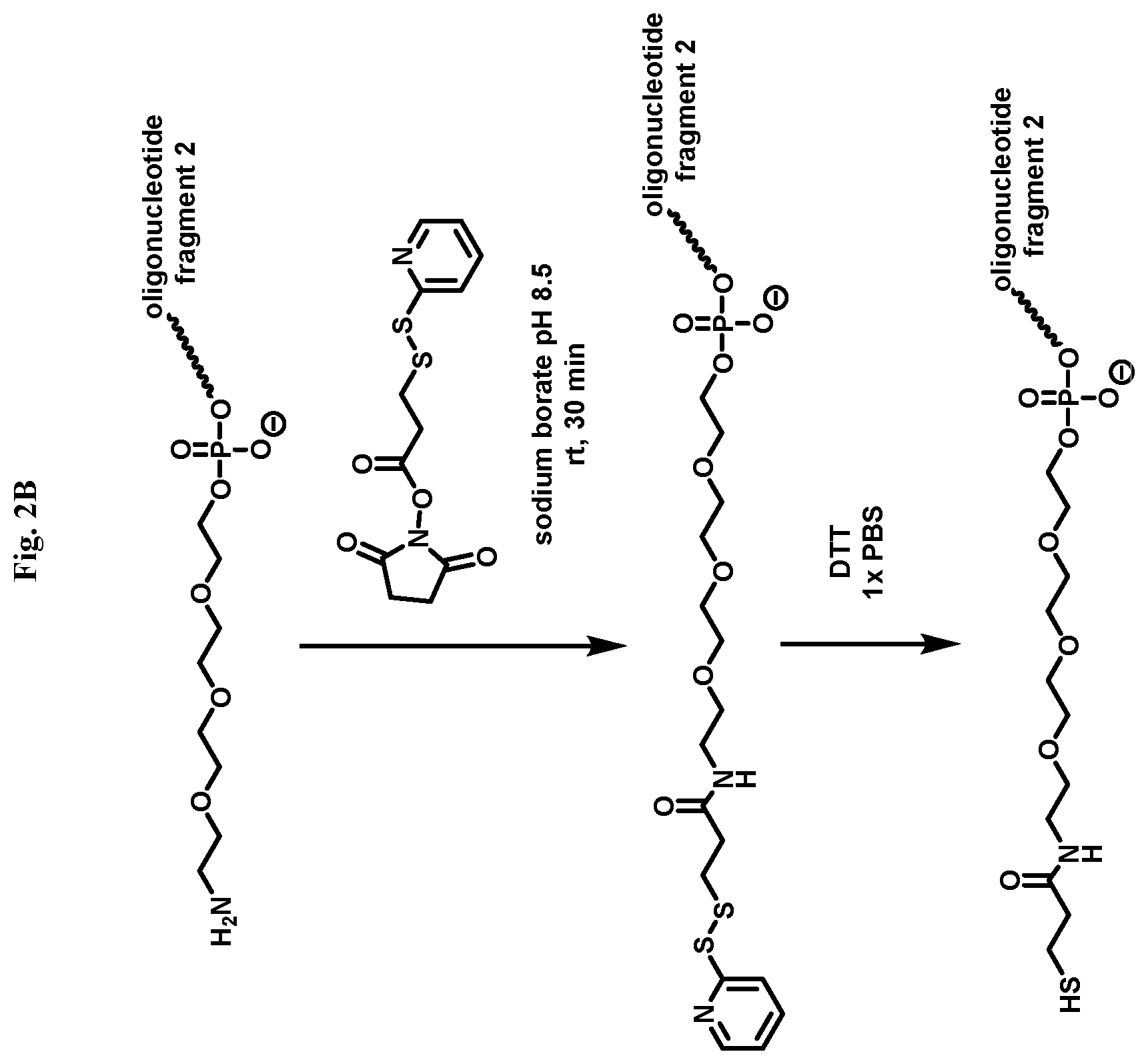 Patent US12338436 Figure 5 – Synthetic guide molecules, compositions and methods relating thereto