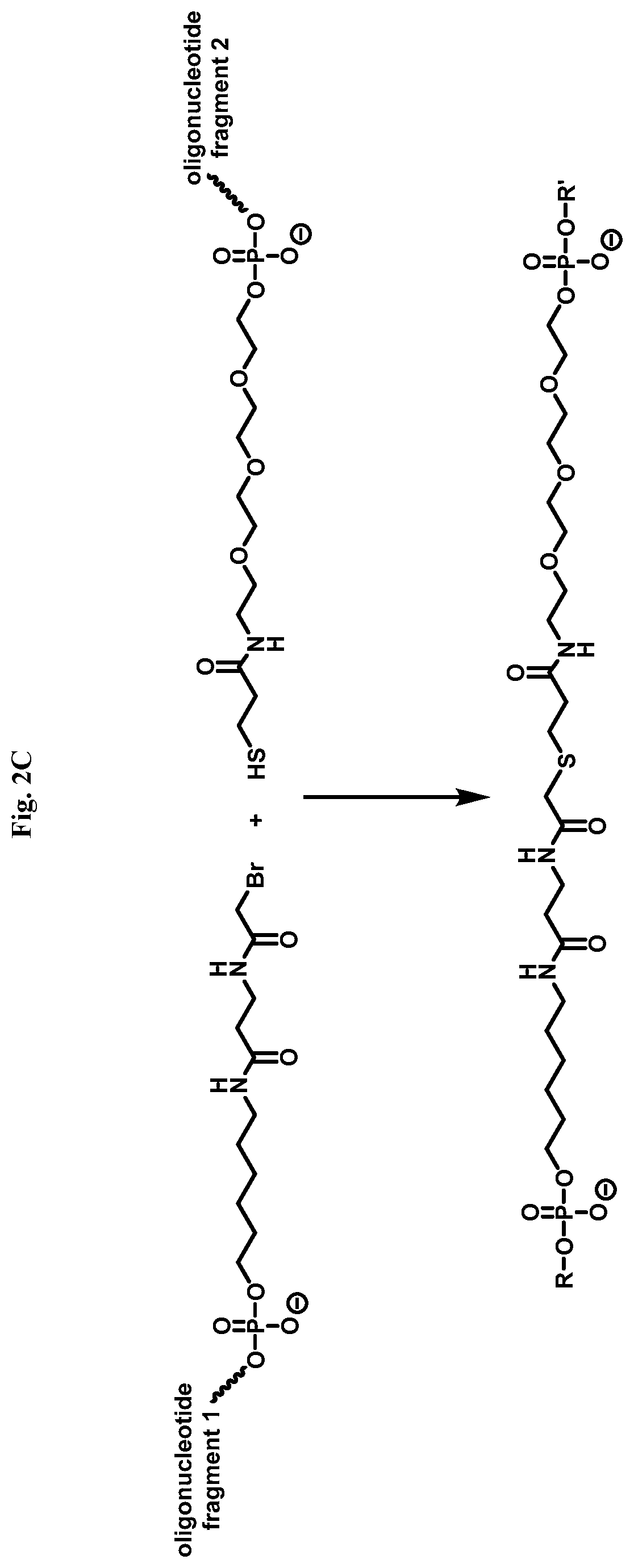 Patent US12338436 Figure 6 – Synthetic guide molecules, compositions and methods relating thereto