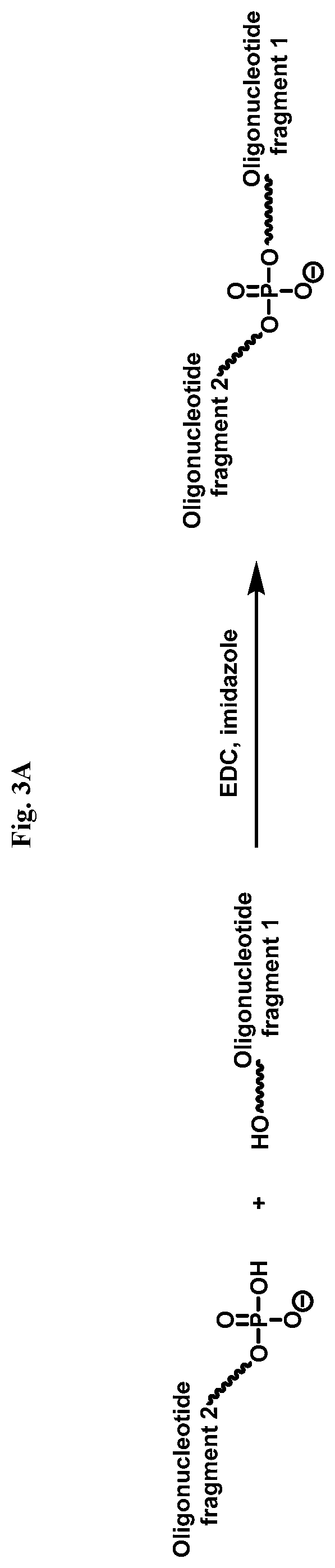 Patent US12338436 Figure 7 – Synthetic guide molecules, compositions and methods relating thereto