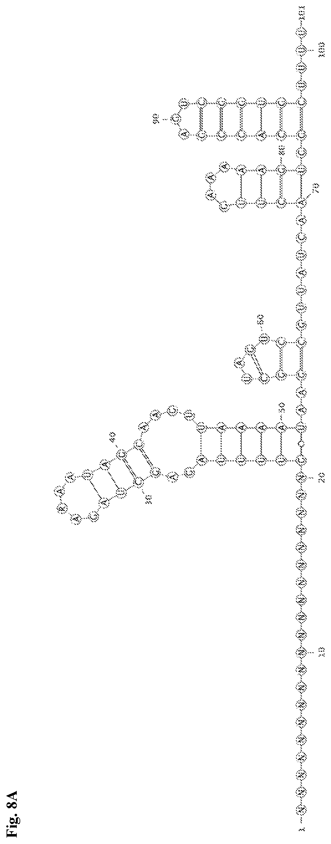 Patent US12338436 Figure 19 – Synthetic guide molecules, compositions and methods relating thereto