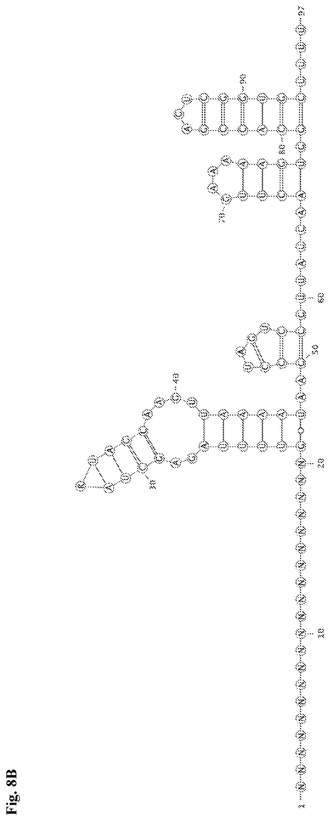 Patent US12338436 Figure 20 – Synthetic guide molecules, compositions and methods relating thereto