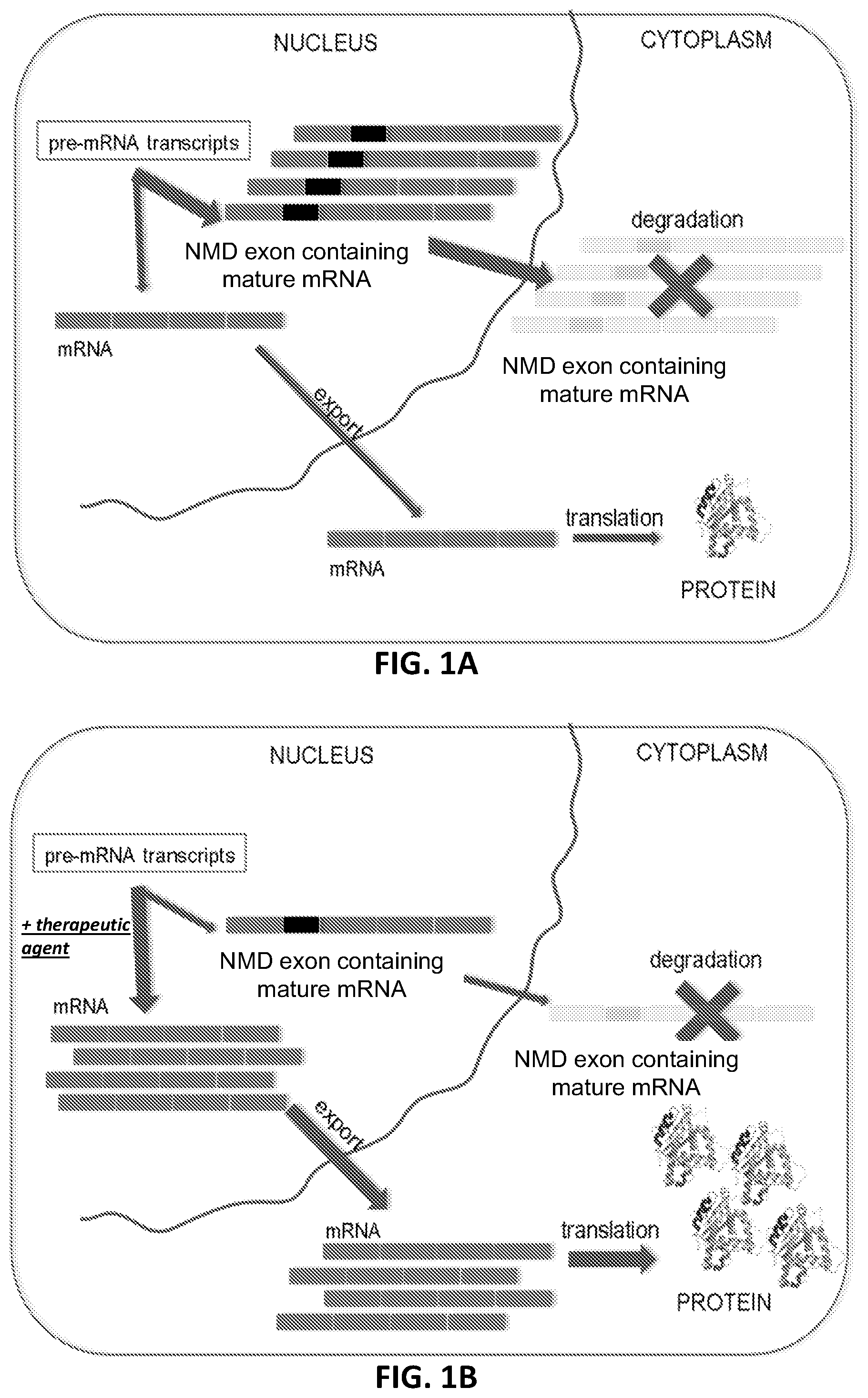 Patent US12338437 — OPA1 antisense oligomers for treatment of conditions and diseases — Figure 1