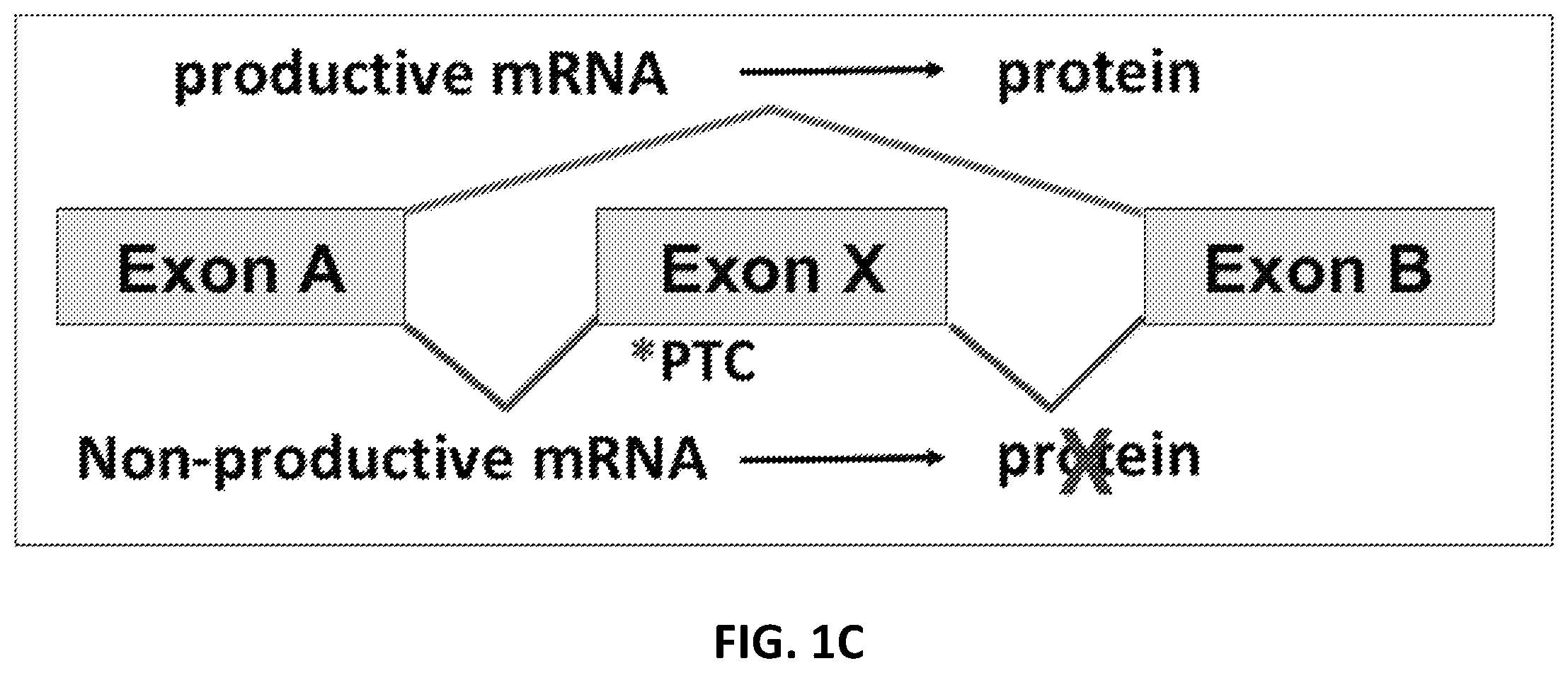 Patent US12338437 Figure 2 – OPA1 antisense oligomers for treatment of conditions and diseases