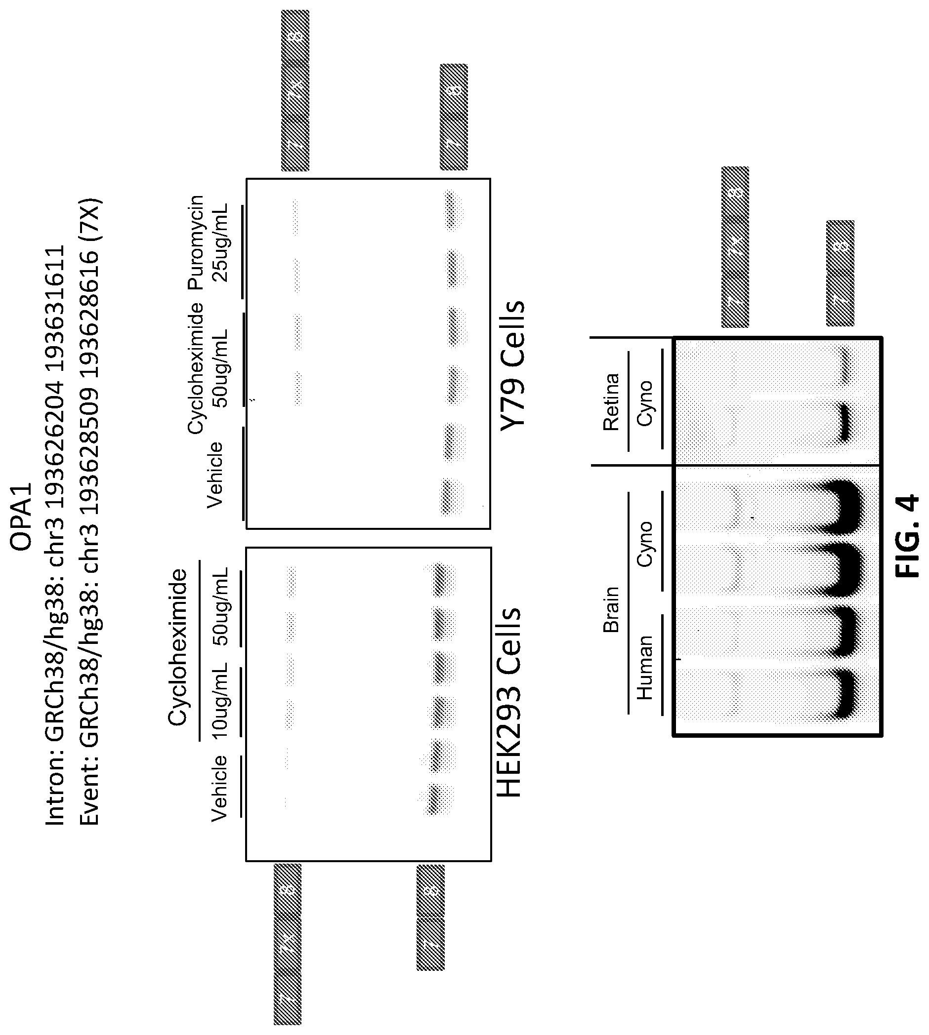 Patent US12338437 Figure 5 – OPA1 antisense oligomers for treatment of conditions and diseases